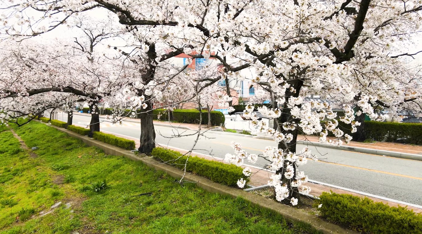 빨라지는 봄꽃 개화.. 생태계는 '몸살'