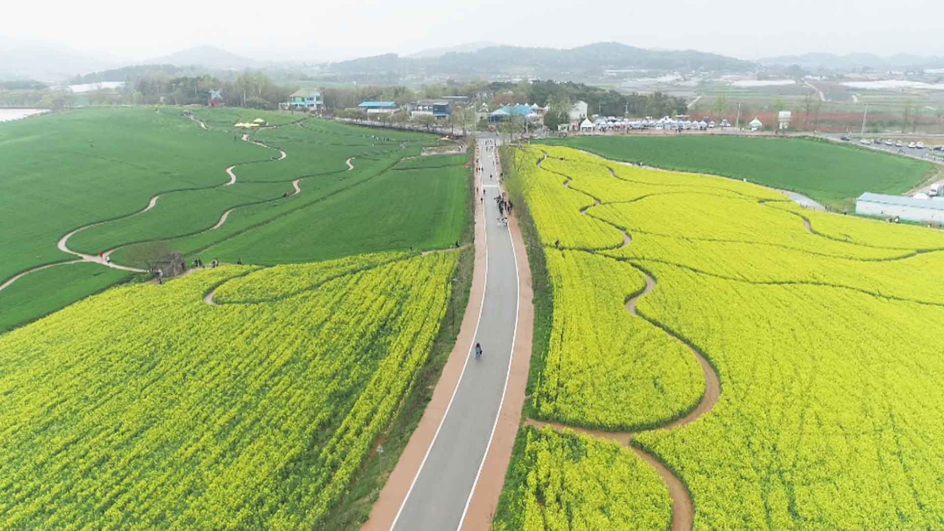 [위크M] 20만 평 연초록 물결 장관.. ‘고창 청보리밭 축제’ 개막