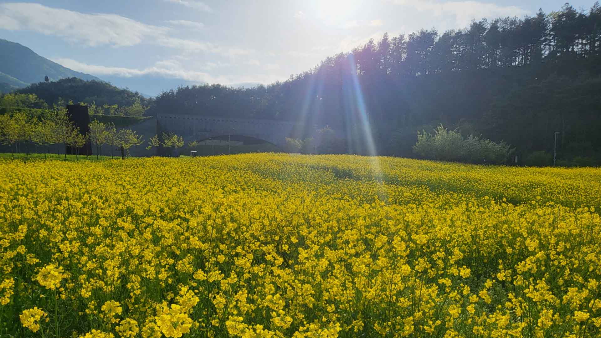 유채꽃 만발한 태권도원.. 한 달간 방문객 7만 명 넘어