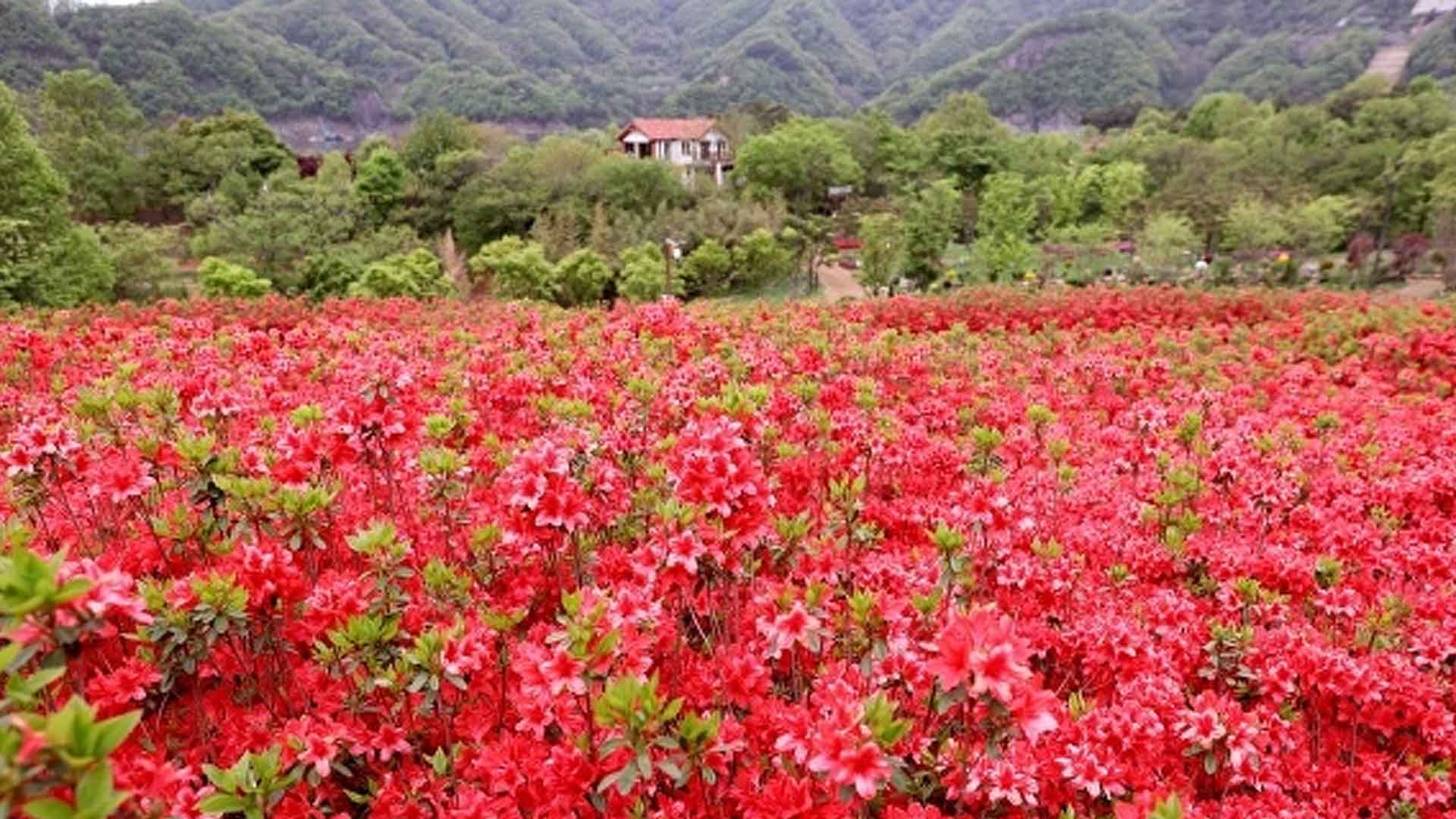 옥정호 붕어섬 생태공원 '봄꽃잔치'..4월 꽃잔디, 철쭉 피어