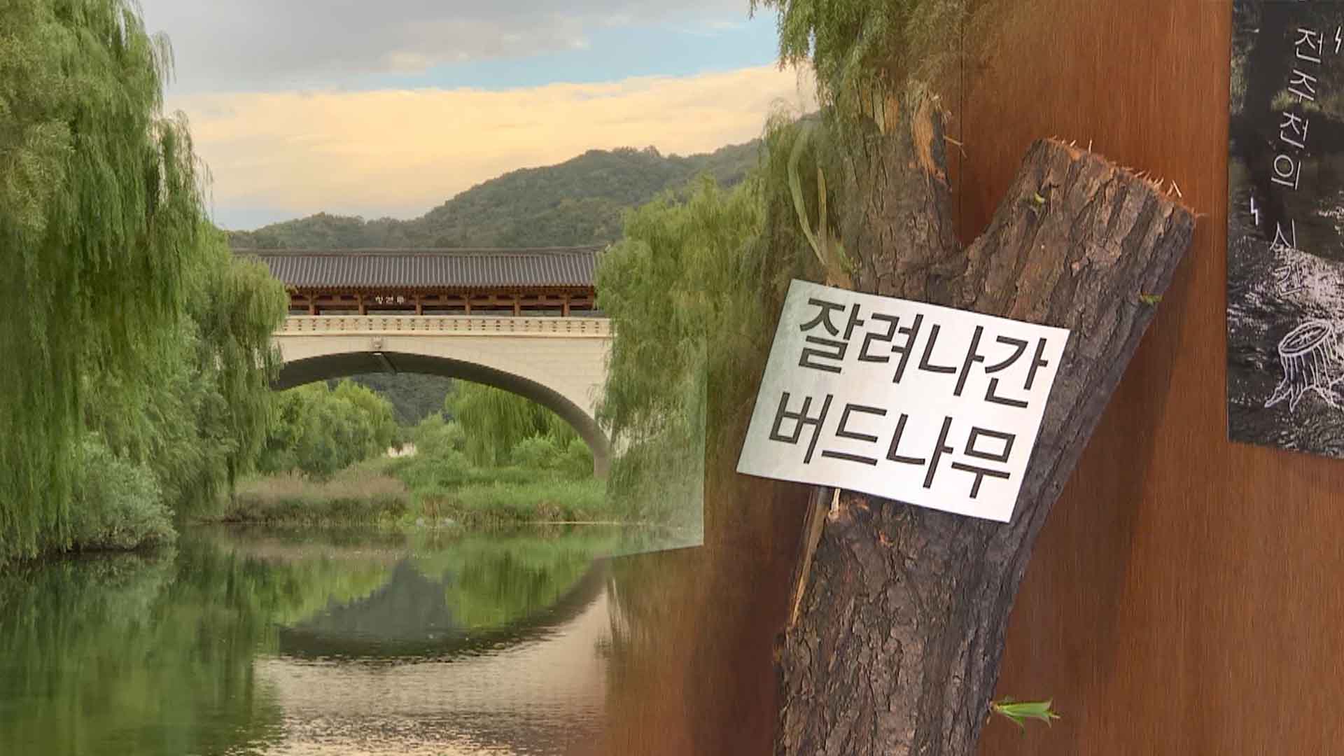 “벌목 전 전주천 모습”.. 시민 기록 전시로 이어져