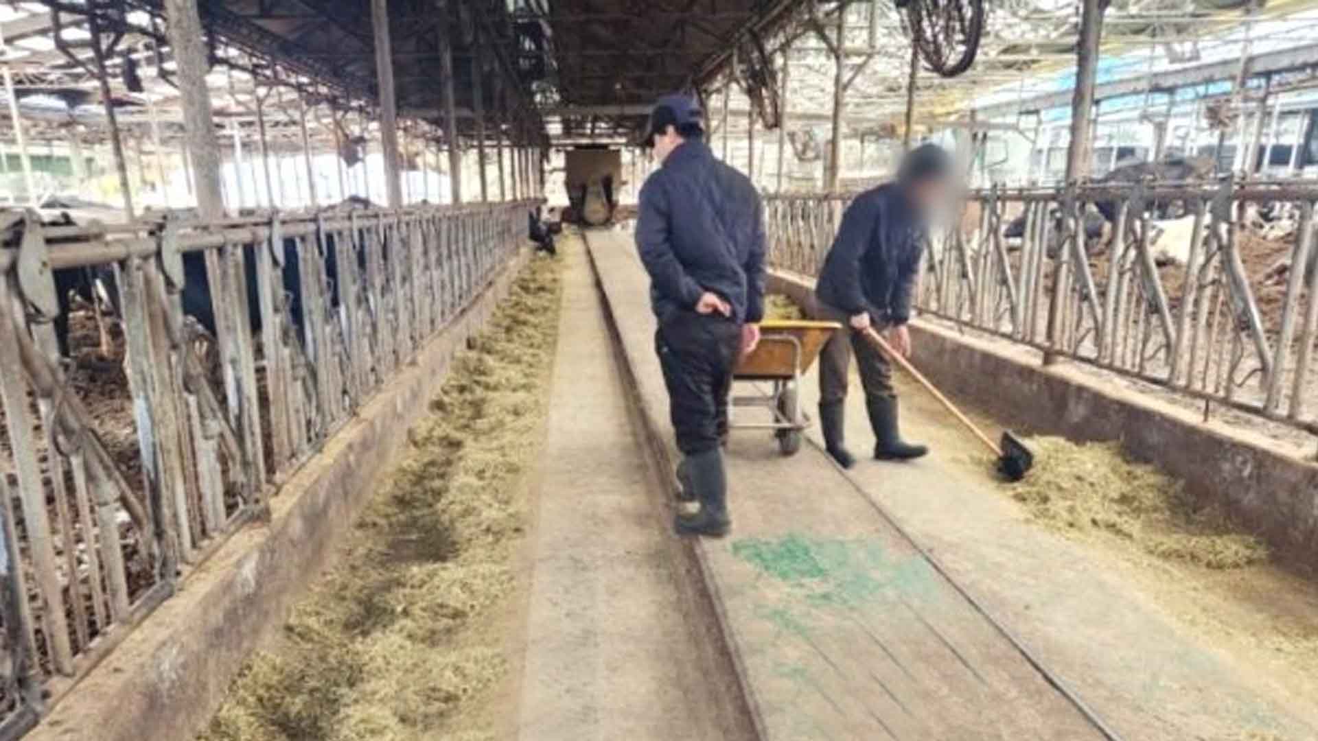 정읍시, 낙농도우미 인건비 절반 지원