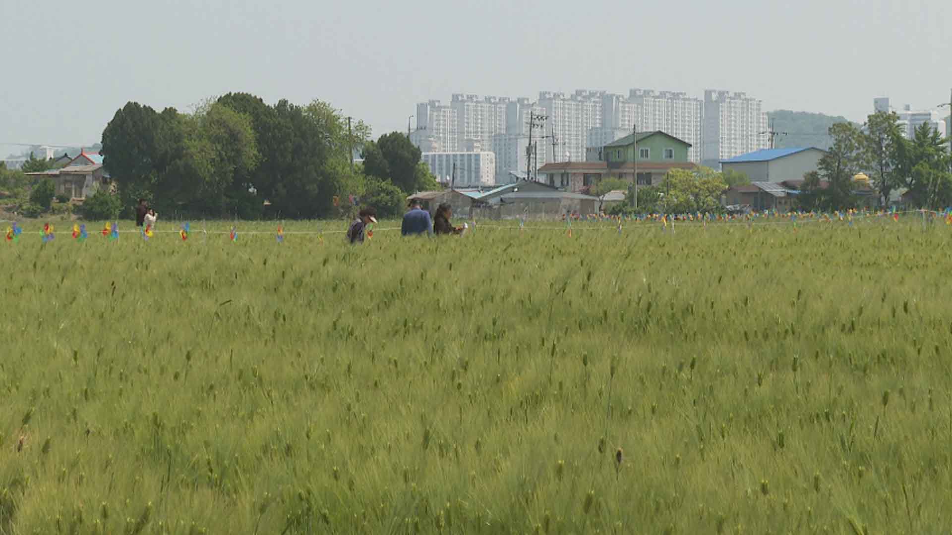 군산 '꽁당보리축제' 개막..추억의 보리밭으로