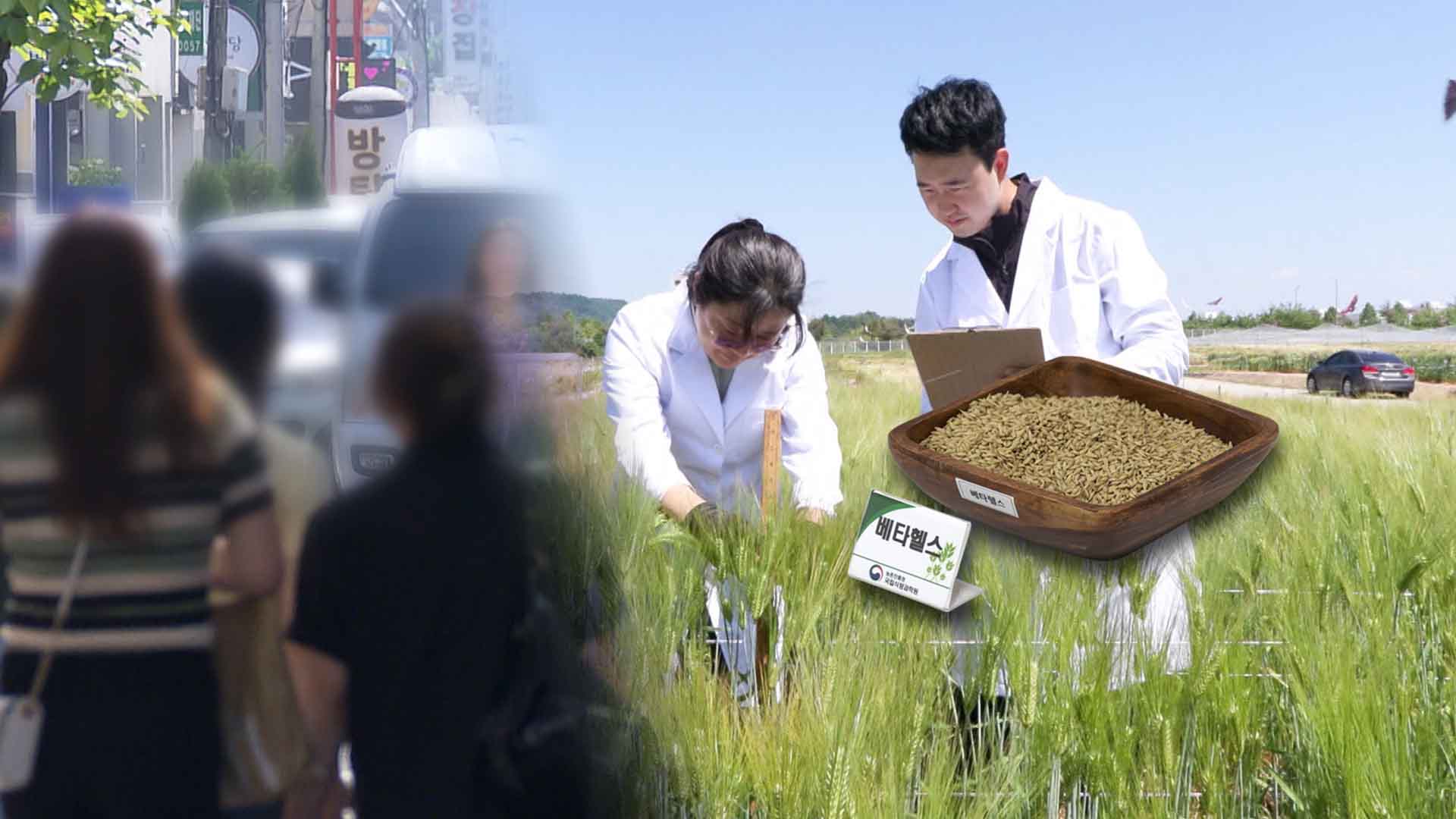 보리 한주먹이면.. 