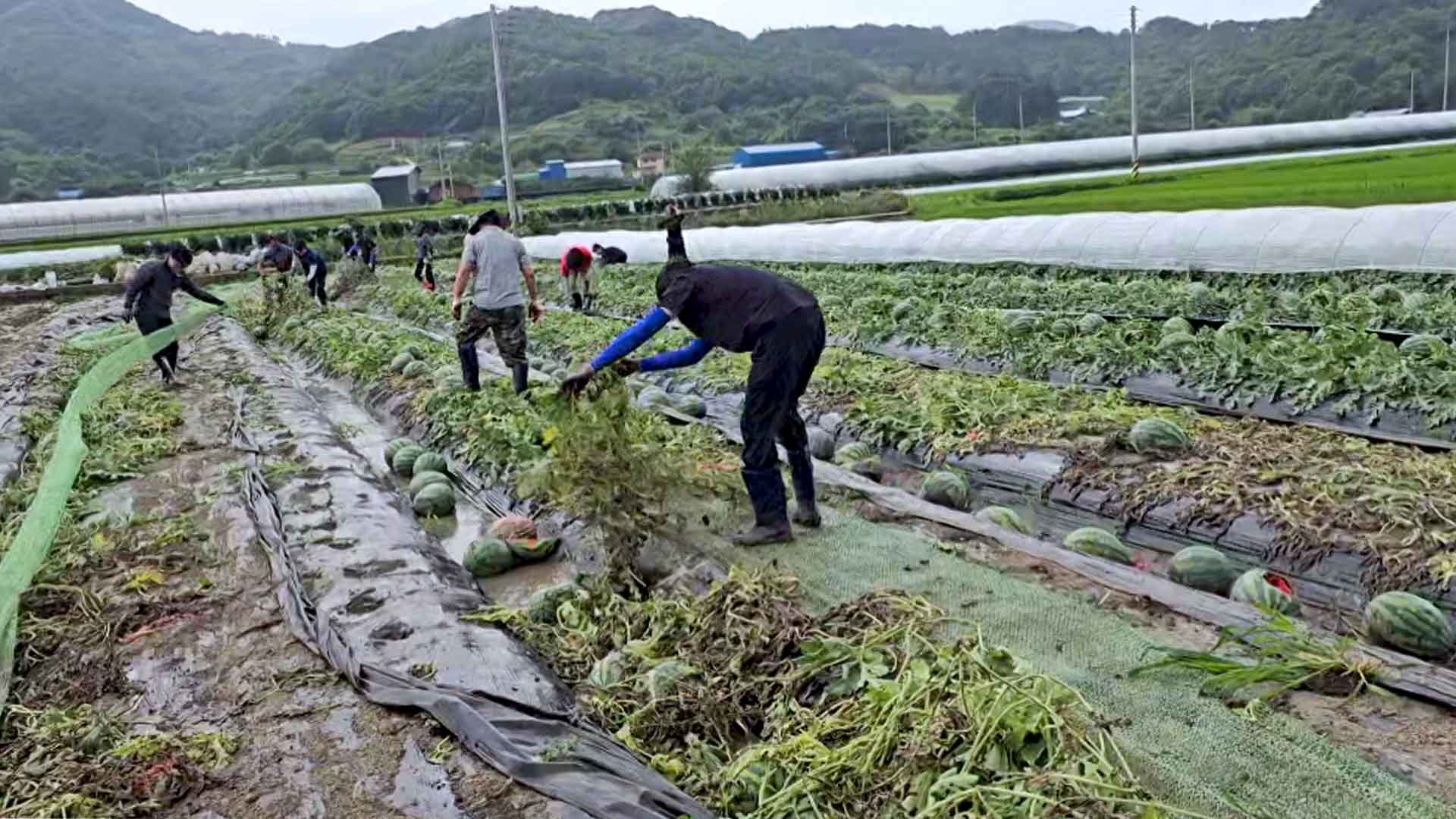 진안군, 집중호우 피해 농가 일손 돕기 나서