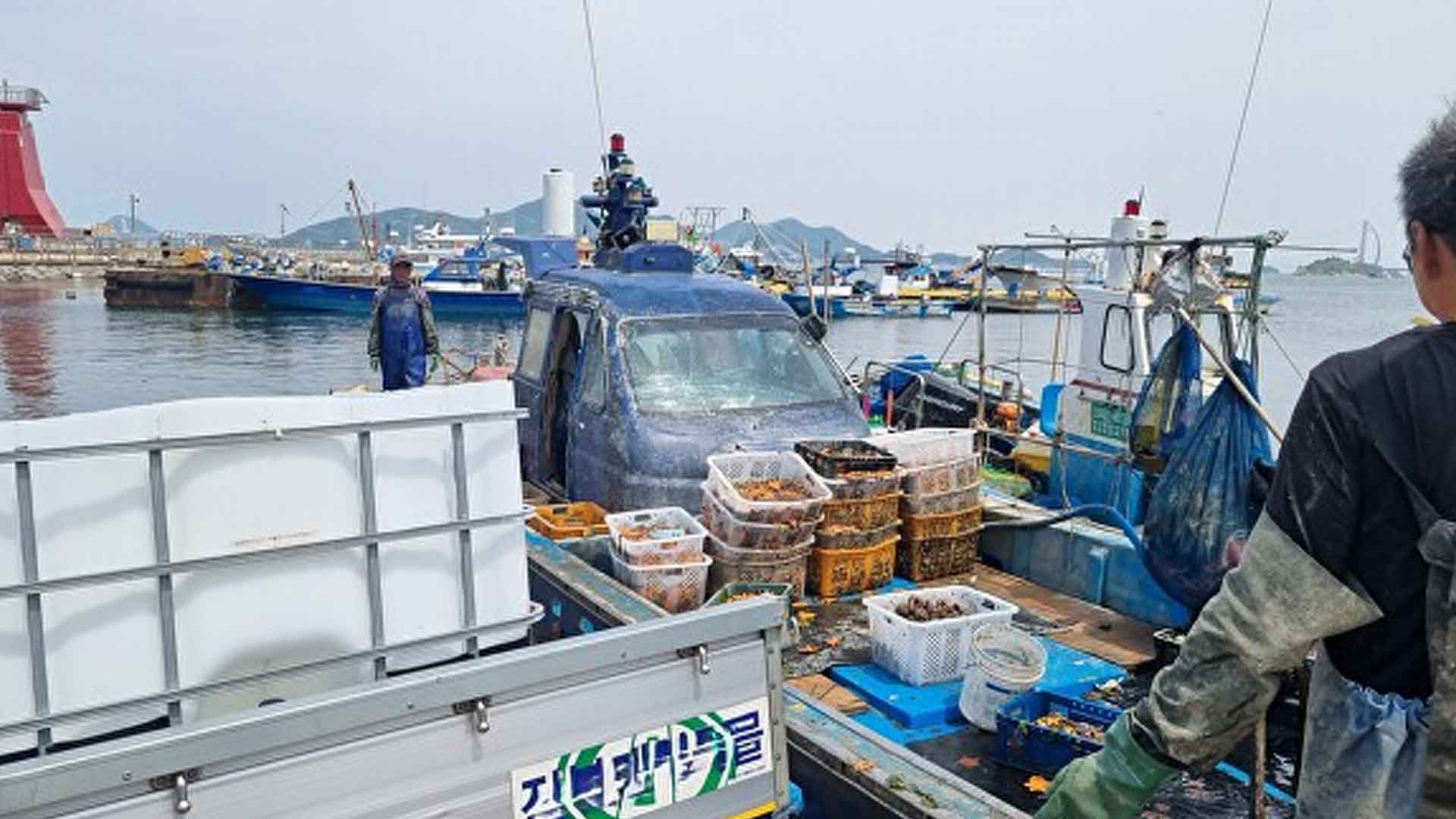 군산시, 불가사리 퇴치