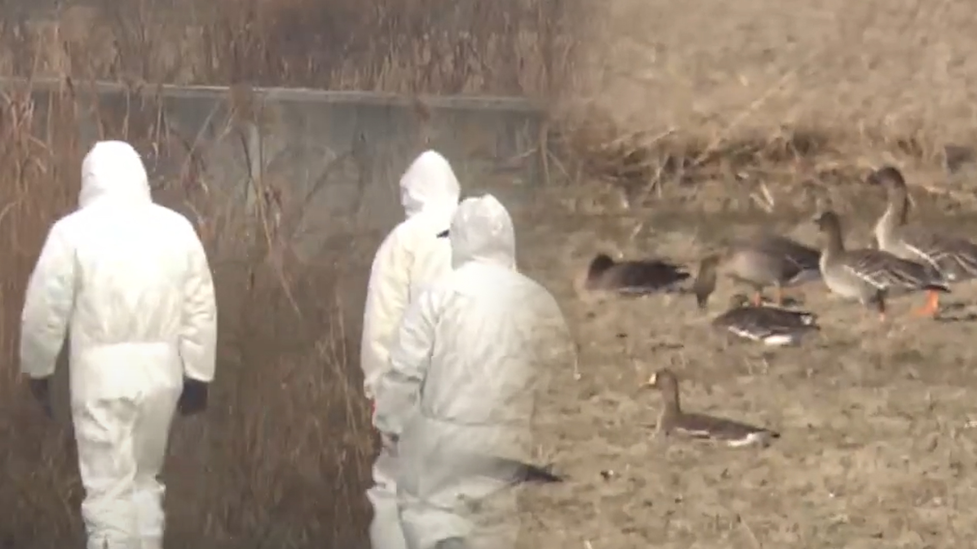 군산 야생조류 분변에서 국내 첫 'H5N3형 고병원성 AI' 확인