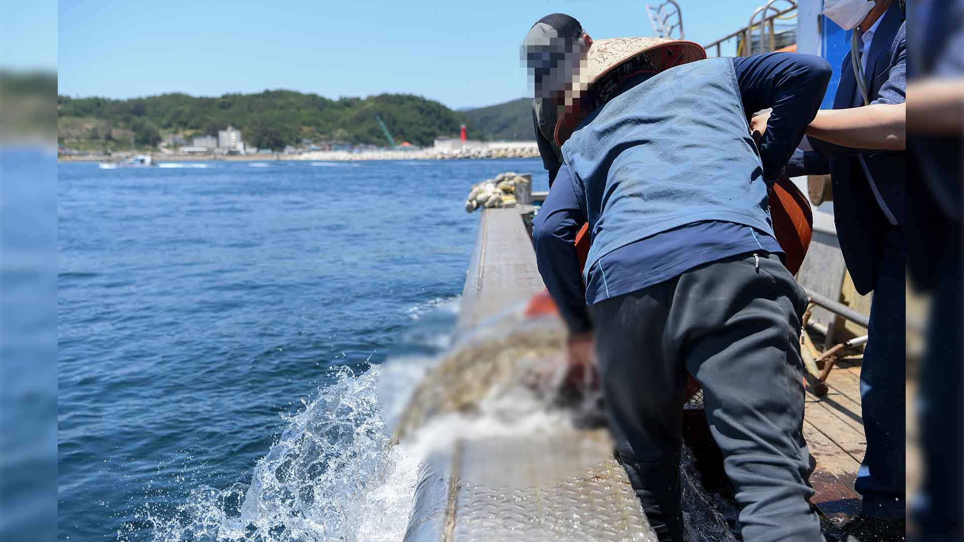 군산시, 박대 종자 5만 마리 무상 방류