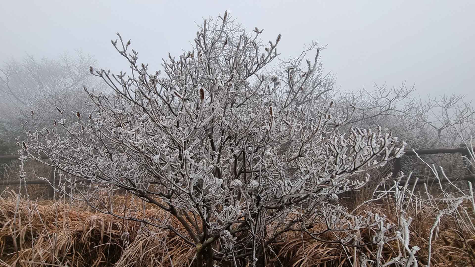 덕유산 국립공원 향적봉, 올해 첫 '나무서리' 관측