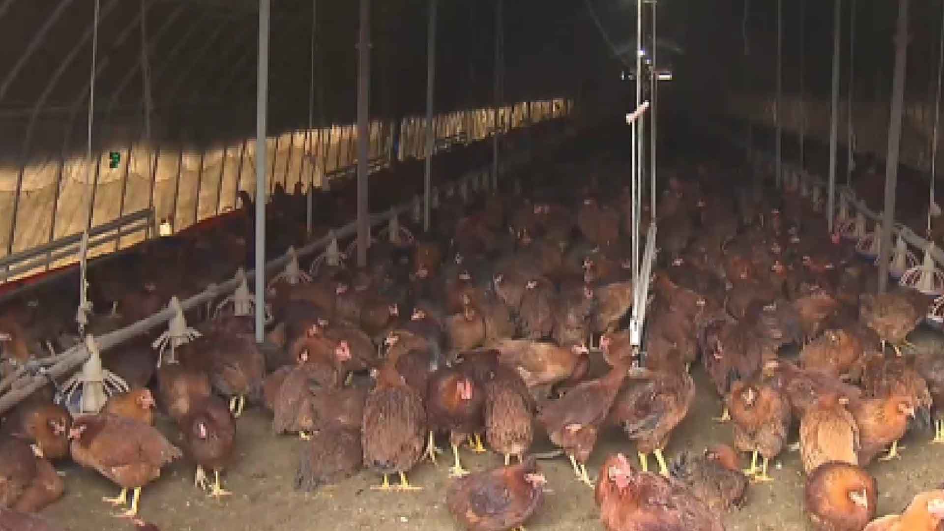 산란계 사육밀도 개선 시행 2년 연기..