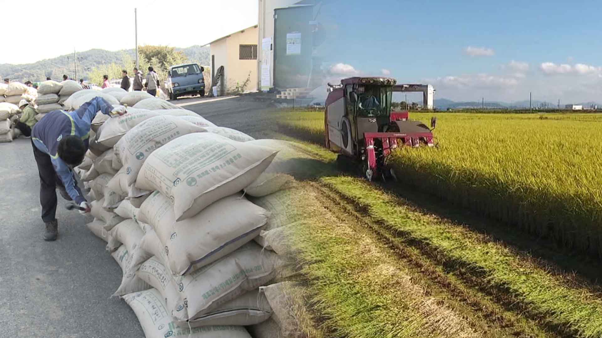 전북 쌀 생산량 6.4% 감소.. 전국 최대 감소