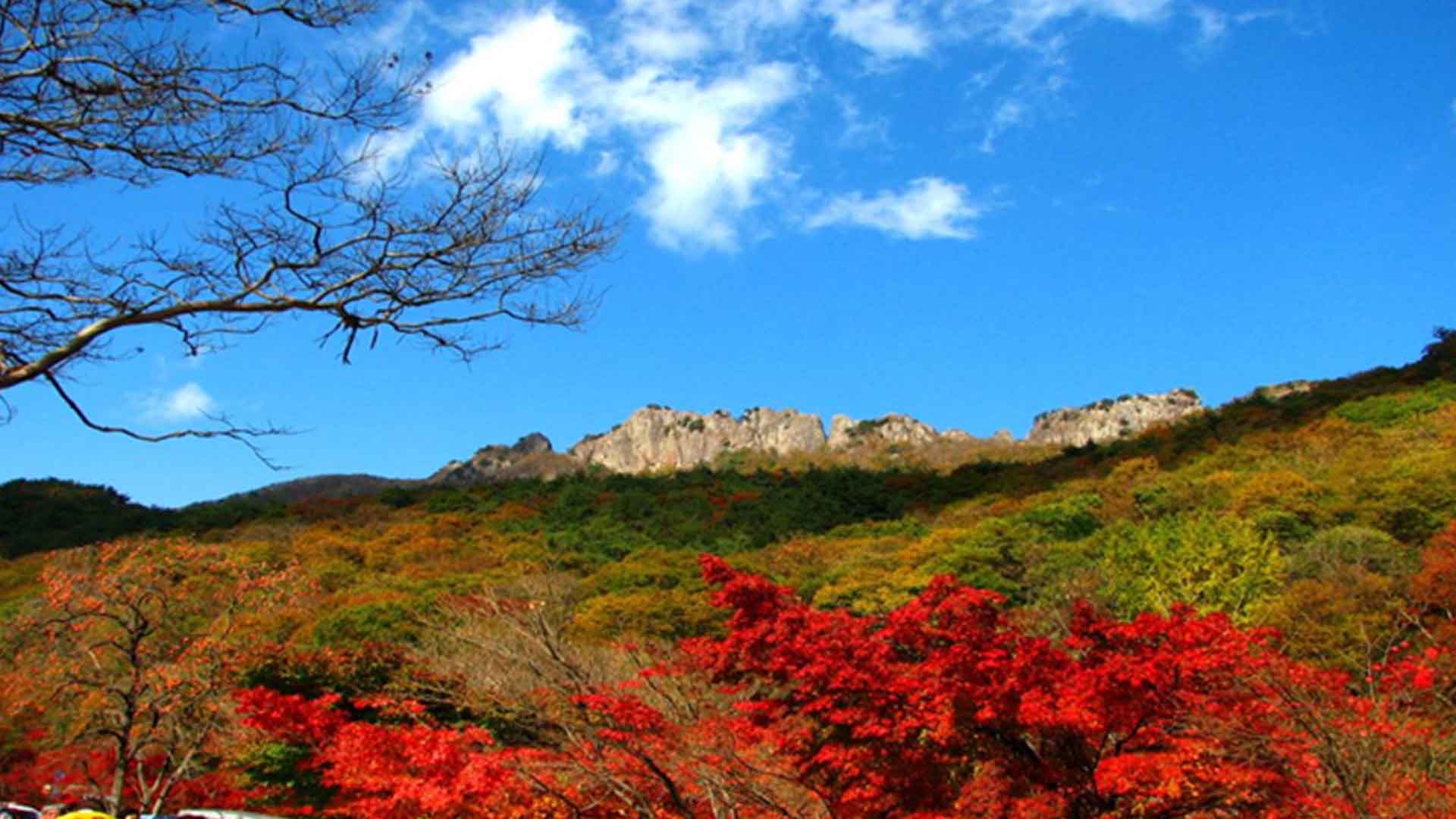 정읍 내장산 단풍, 이번 주말 절정 예상