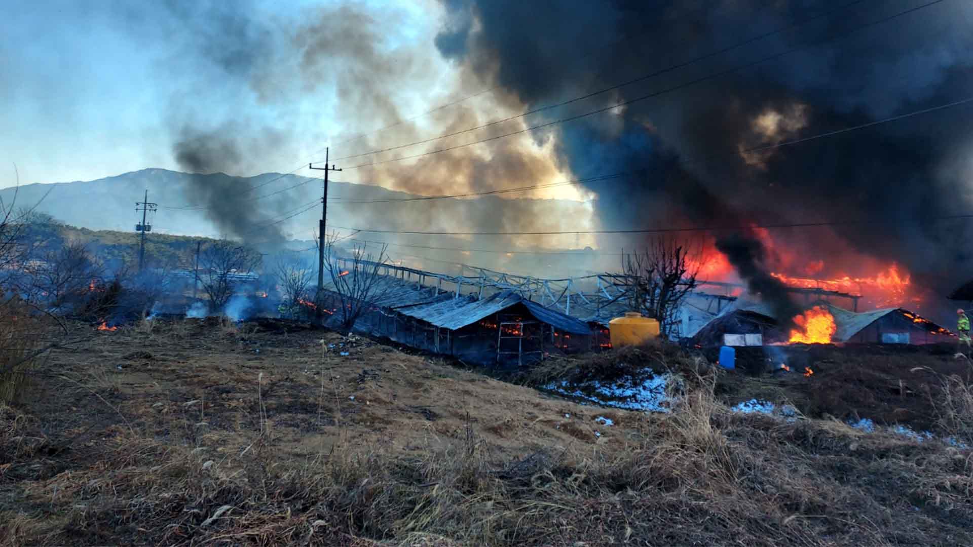 양계장 불로 병아리 4만 마리 폐사.. 농장주 2도 화상