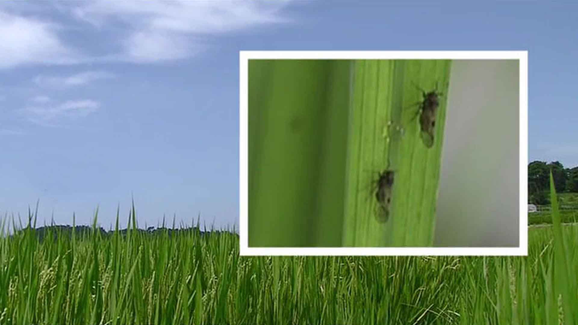 전북 '이상고온·벼멸구' 피해액 약 67억 원