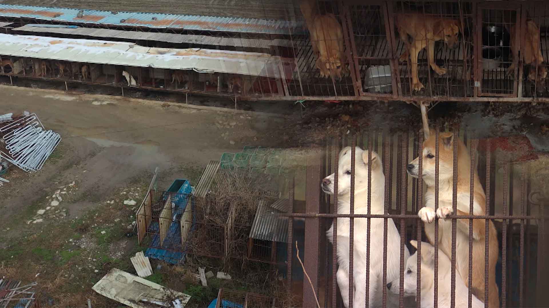 2027년부터 개고기 금지…개농장 폐업 시 마리당 60만 원 지원