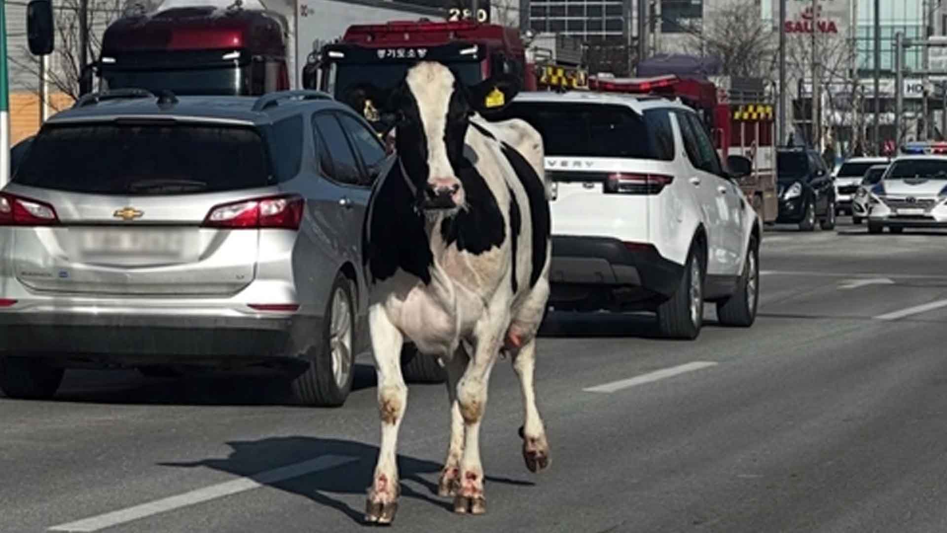 어디갔'소'.. 도축장 가던 젖소 2마리 탈출