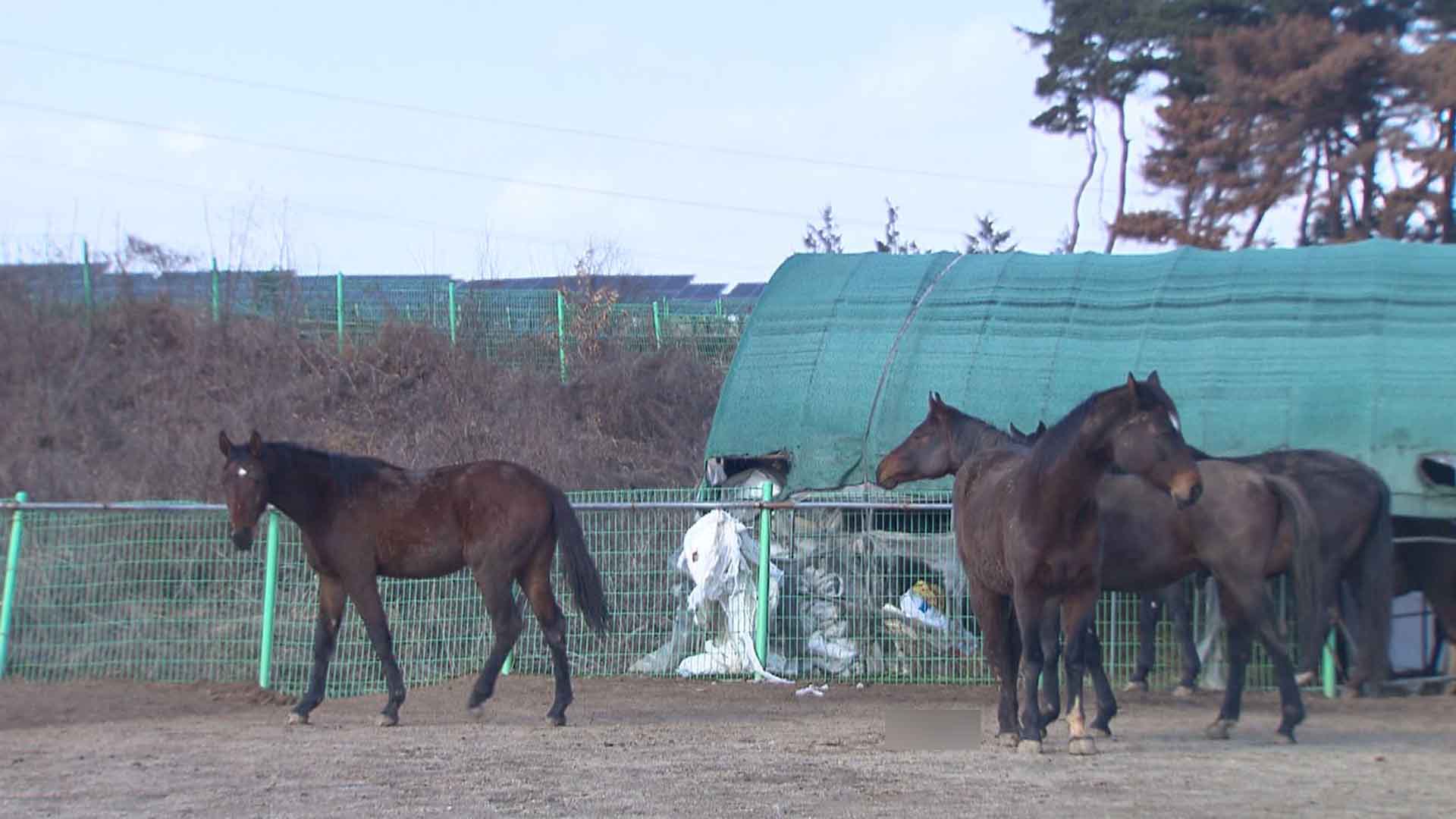‘신고’ 의무조차 없는 ‘말산업’.. 사육 말 관리에는 ‘구멍’