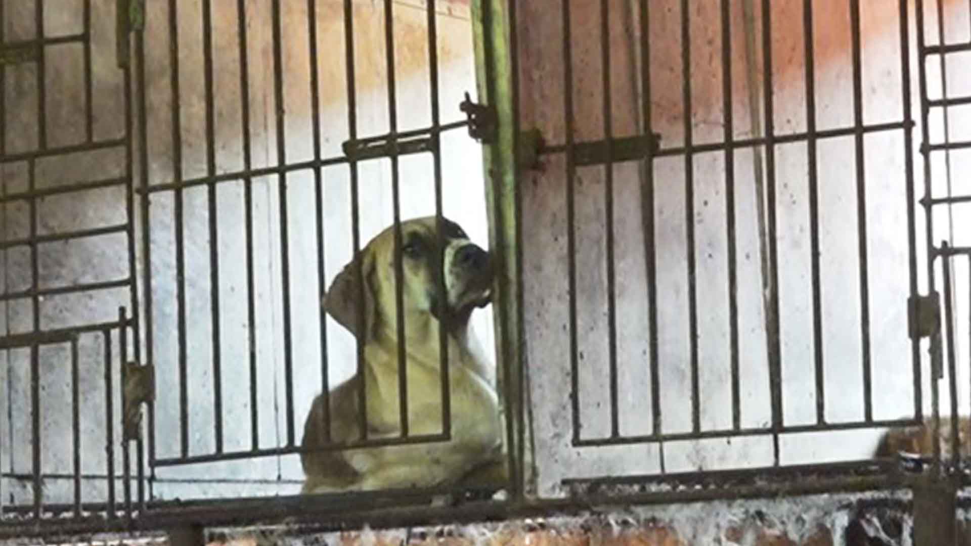 전북자치도 '개식용 종식 사업' 추진.. 