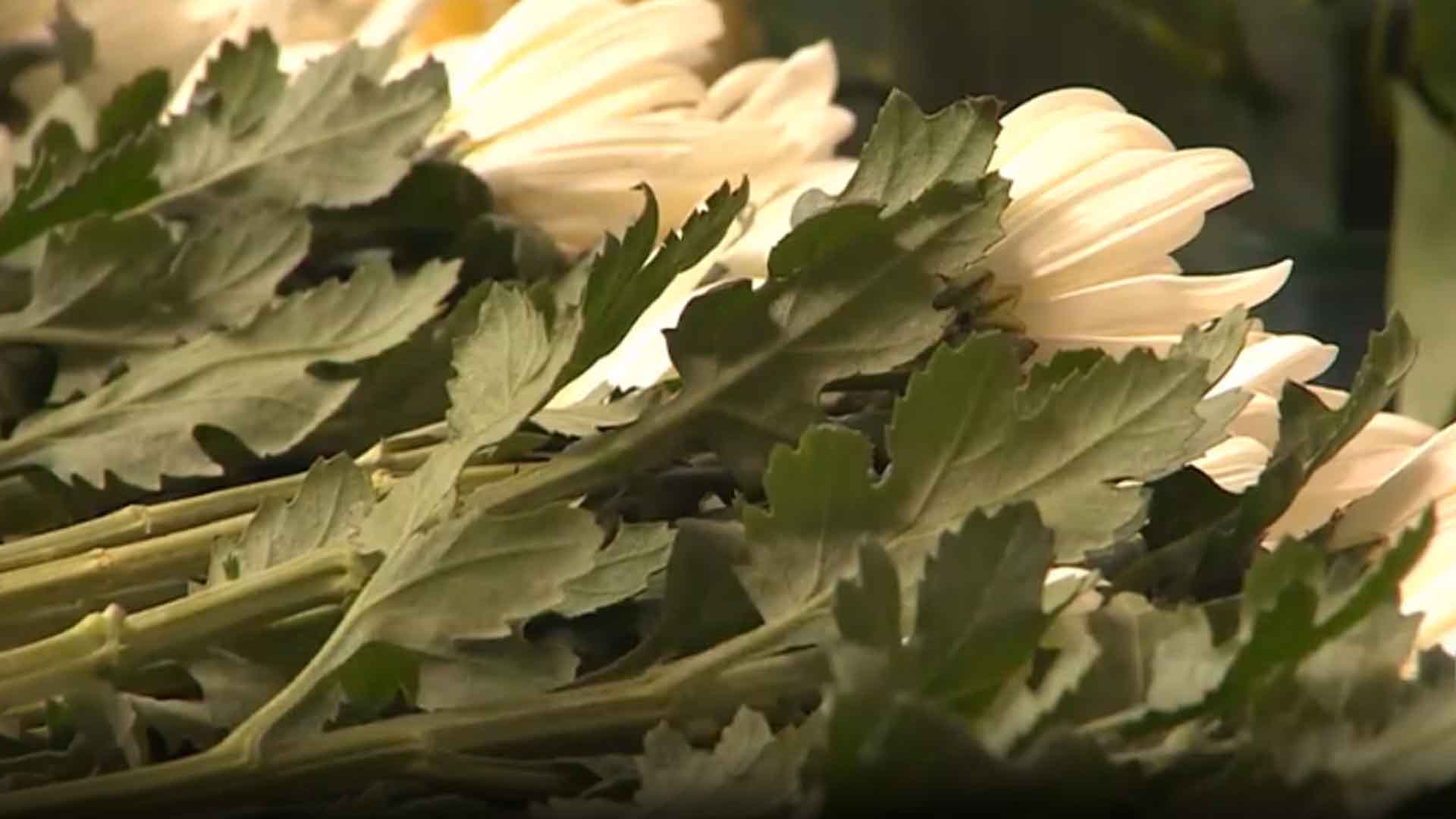 제주항공 여객기 사고 피해지원 특별모금 진행