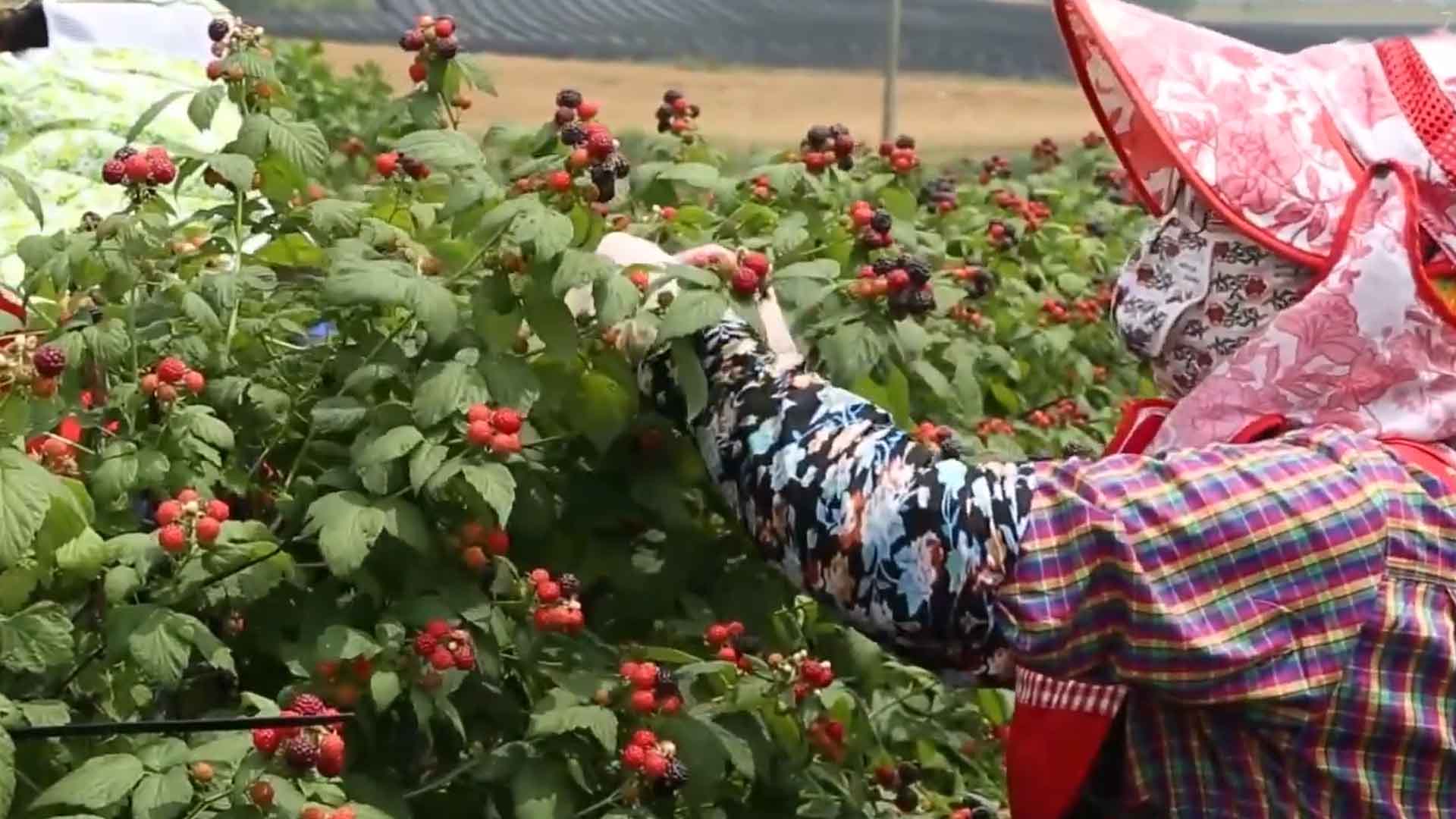 '복분자의 기적' 되살린다..고창군, 12억 투입 [글로컬 전북-고창·순창·장수·남원]