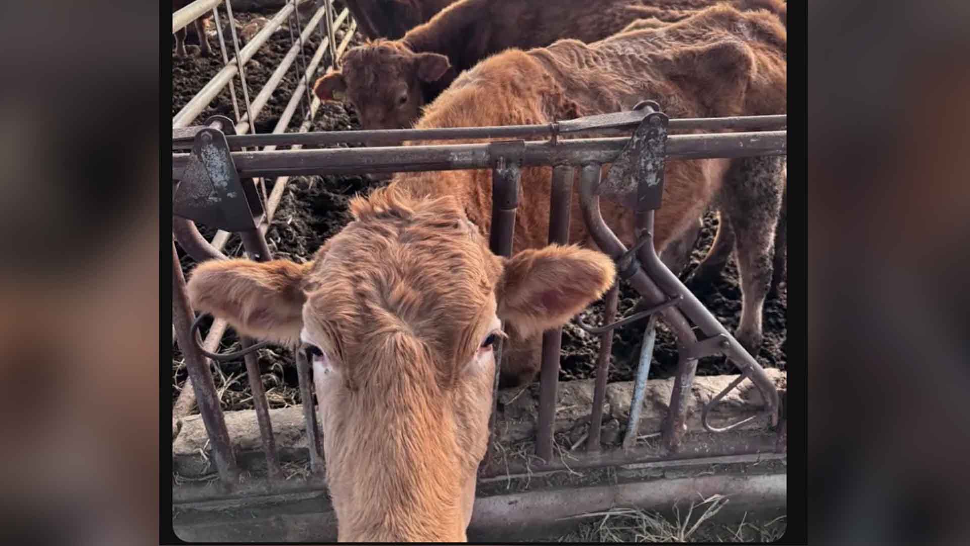 방치 논란 불거진 정읍 한우 농가, 동물보호법 위반 혐의 고발