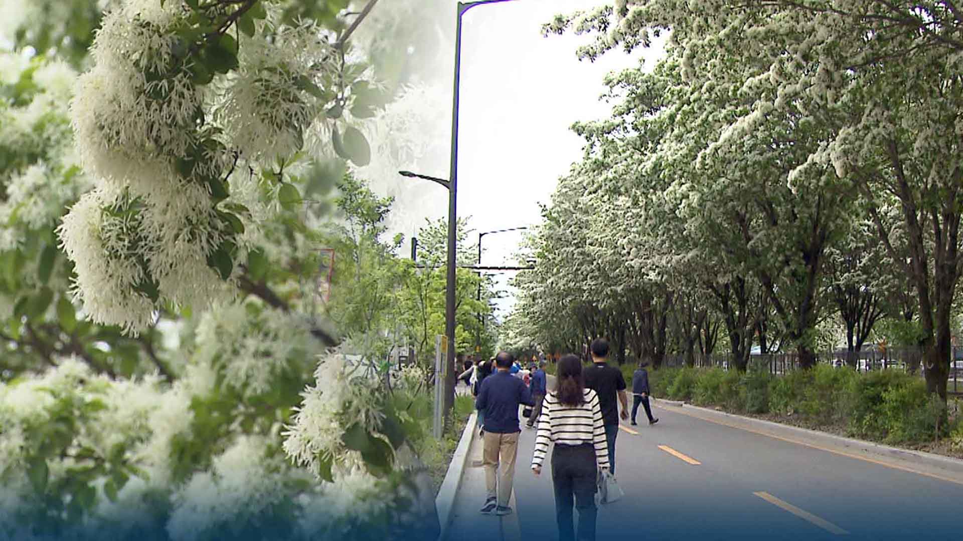 전주 팔복동 이팝나무 철길, 개화기 맞춰 한시 개방