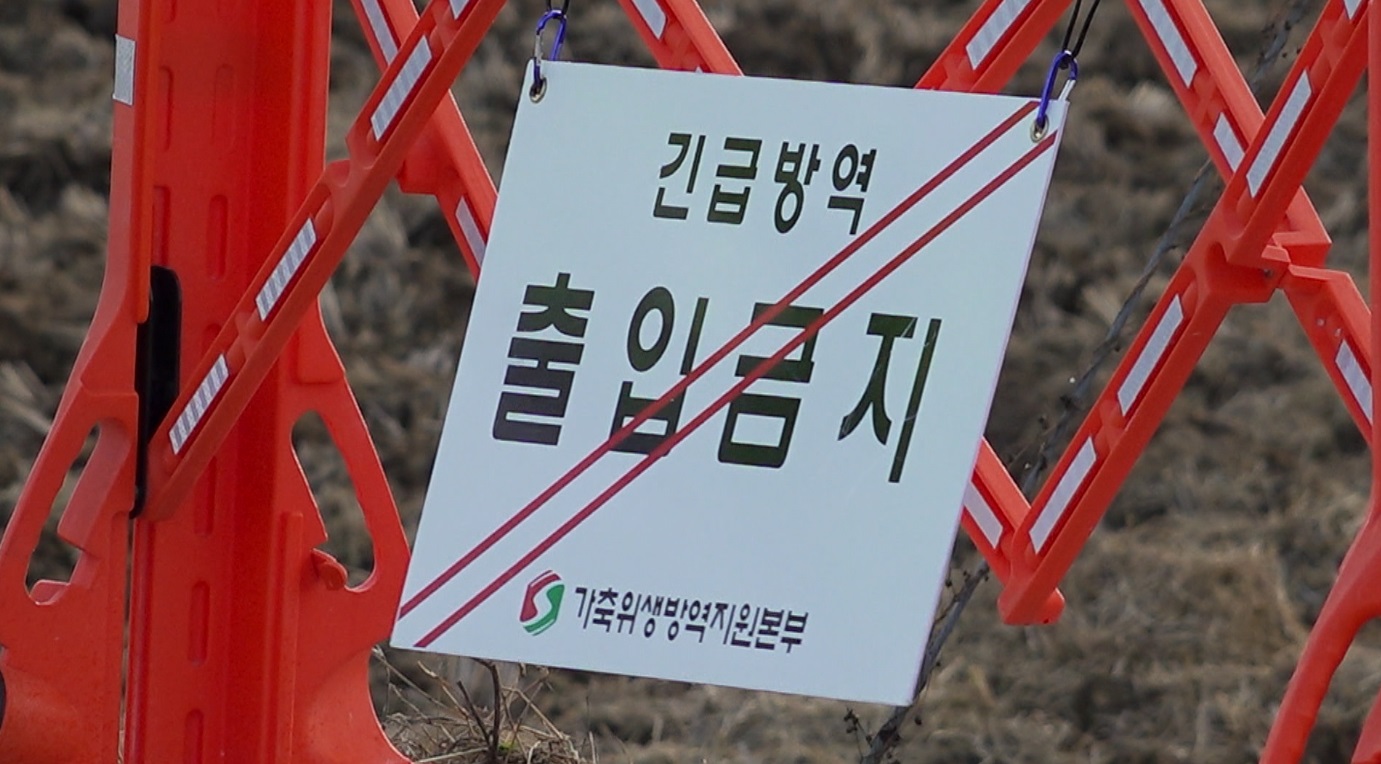 전남 영암 이어 무안서도 구제역.. ‘구제역 심각단계’ 확대