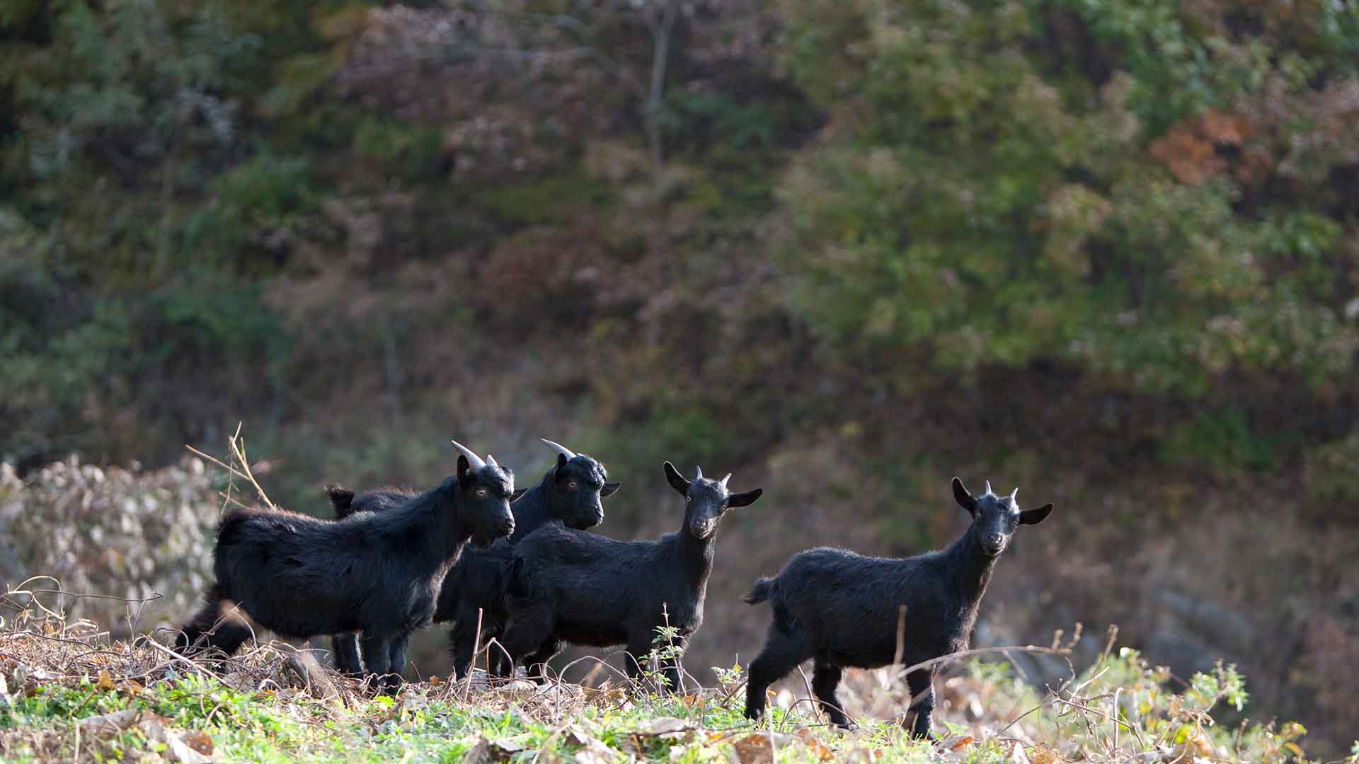 집중호우 속 하천에 묶인 흑염소...주인은 '동물 학대' ?
