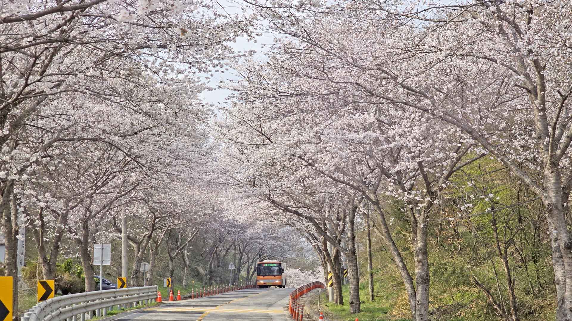 임실 옥정호 순환도로 벚꽃 활짝