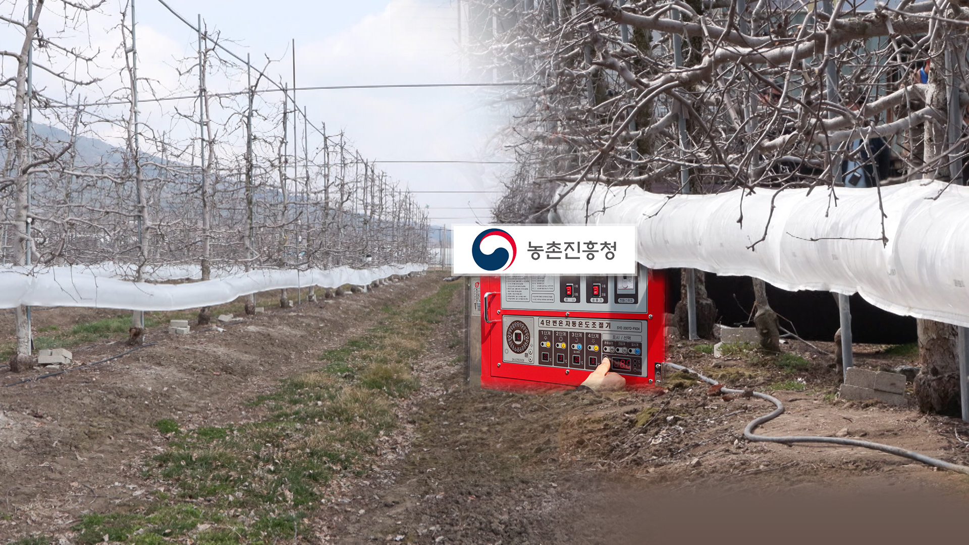 사과·배 '저온피해' 우려.. '온풍 기술' 보급