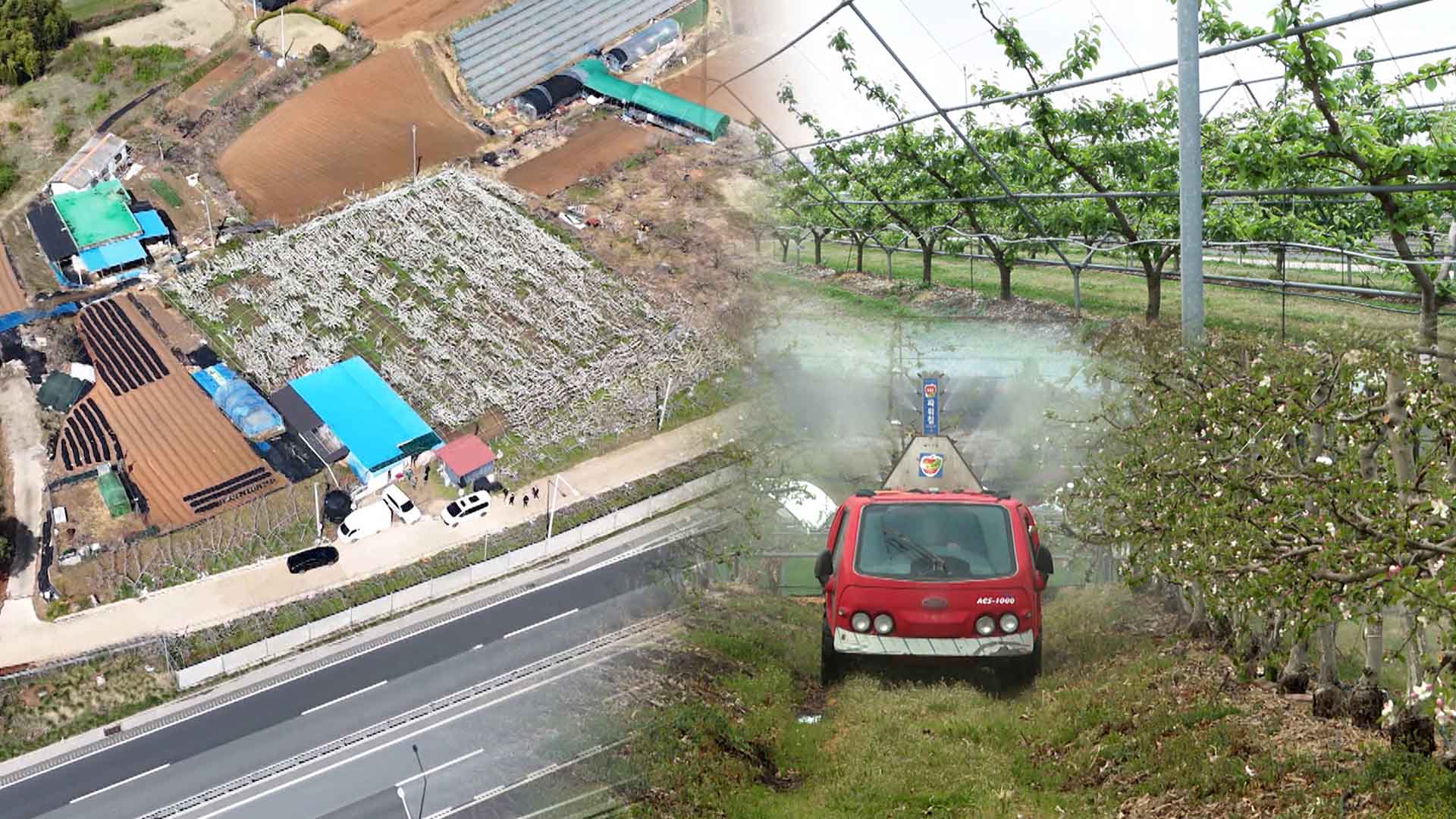 개화기 뚝 떨어진 기온.. 배 농가 30~70% 피해