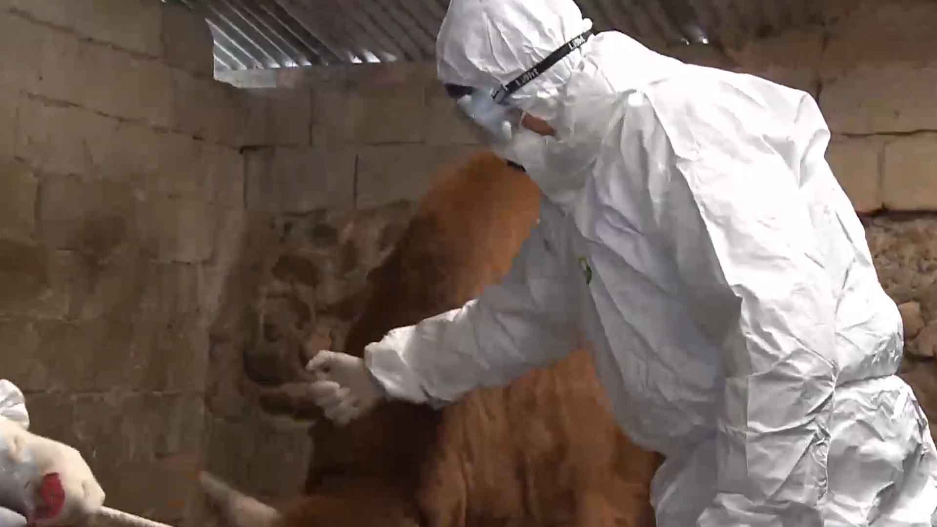 모기매개 가축전염병 우려.. 백신 접종 서둘러야