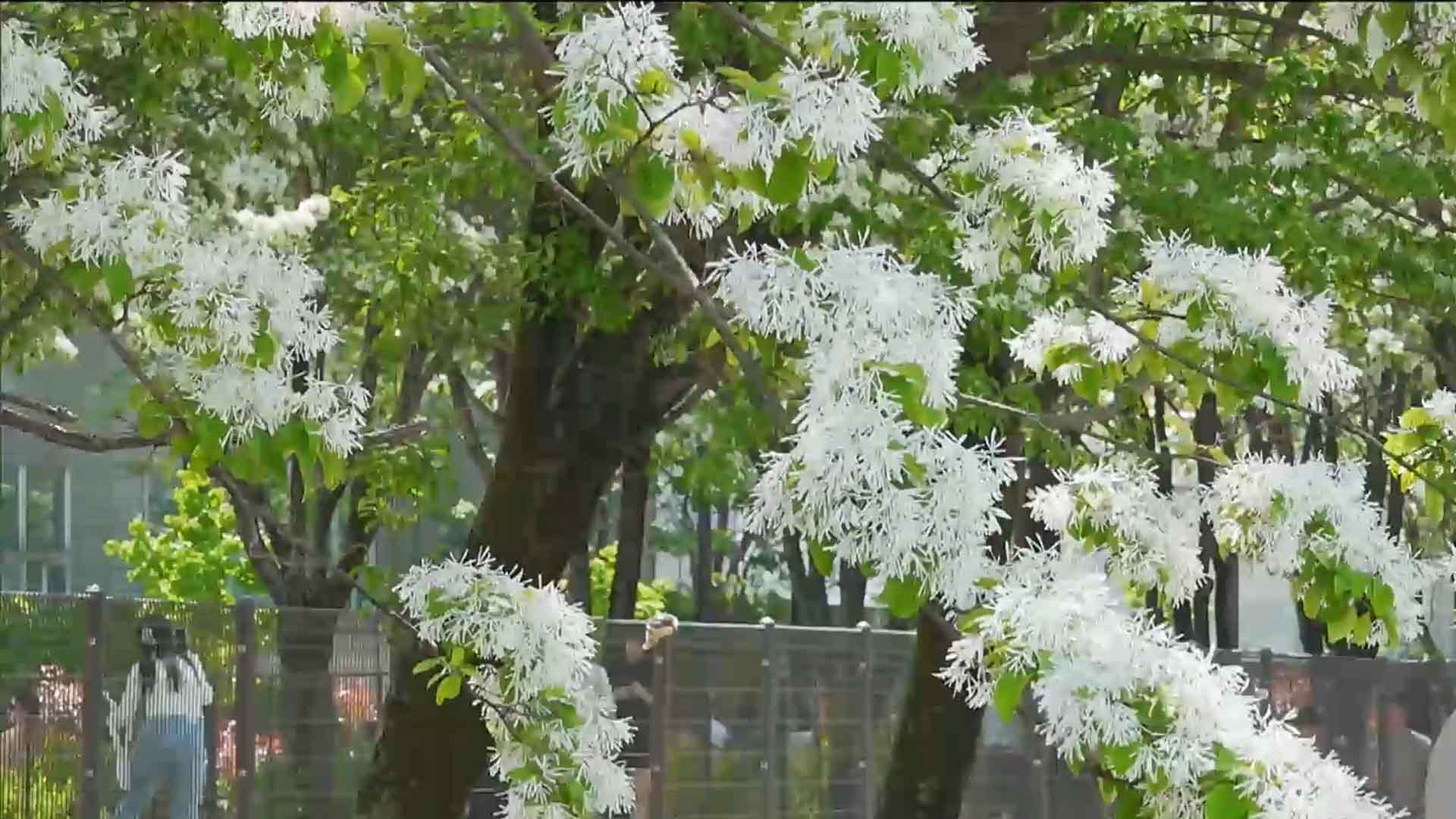 '이팝나무꽃 만개' 전주 팔복동 철길, 이번 주말부터 개방