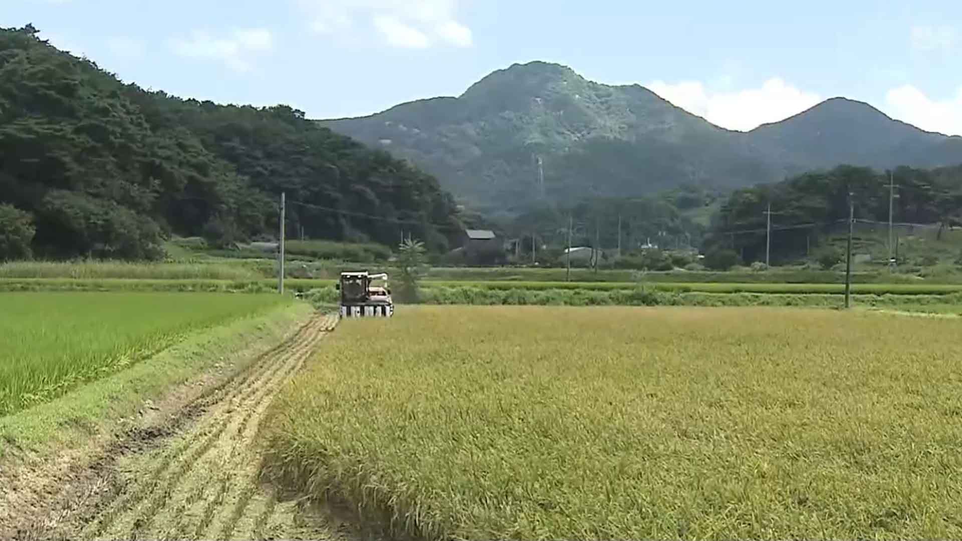 쌀값 하락에 어려움 겪는 농업인들.. 농산물 가격안정기금 지급 [글로컬소식]