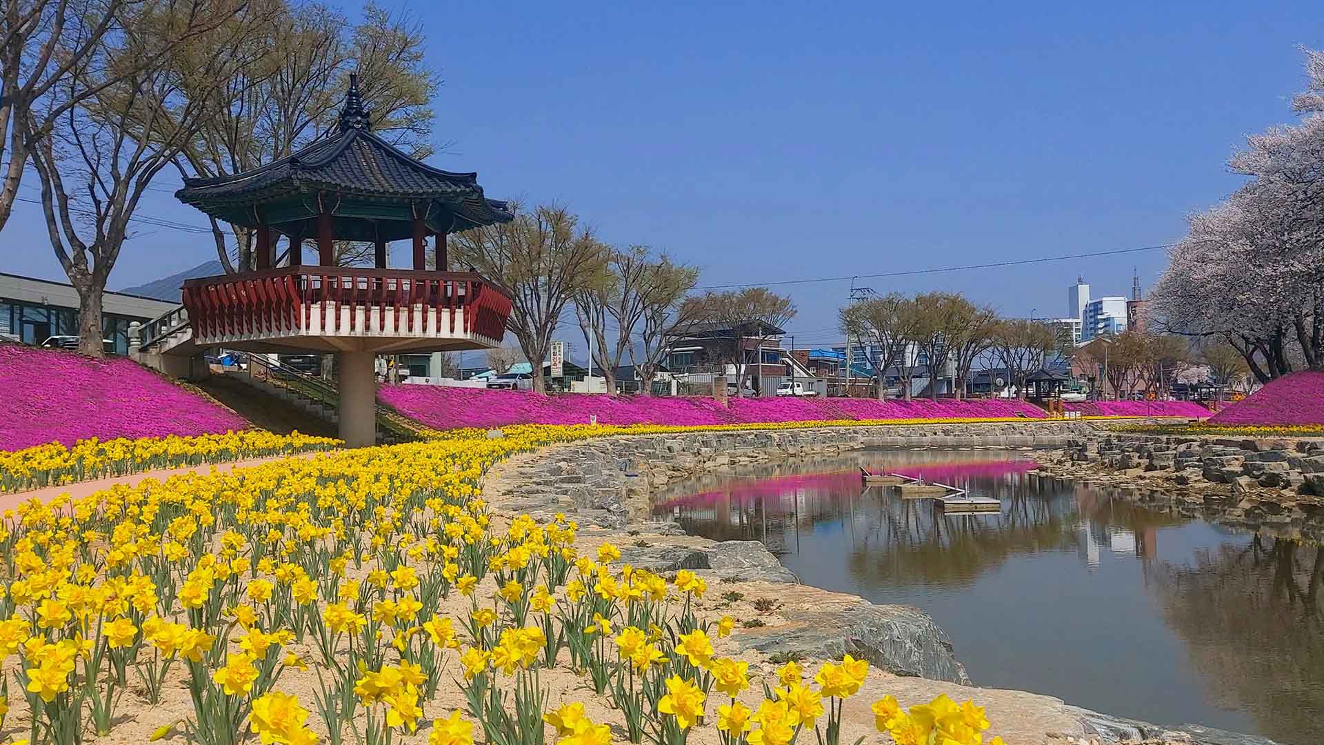 순창군 새 명소 양지천 일대 꽃잔디 만개