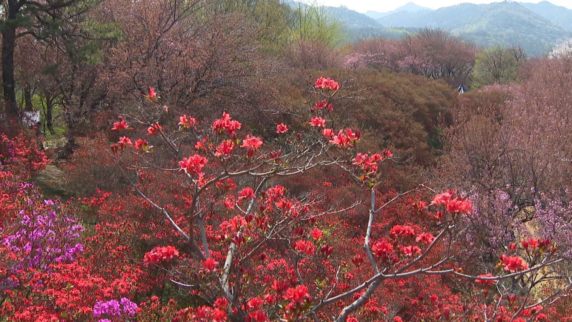 전주 완산공원 꽃동산, 겹벚꽃·철쭉 등 절정