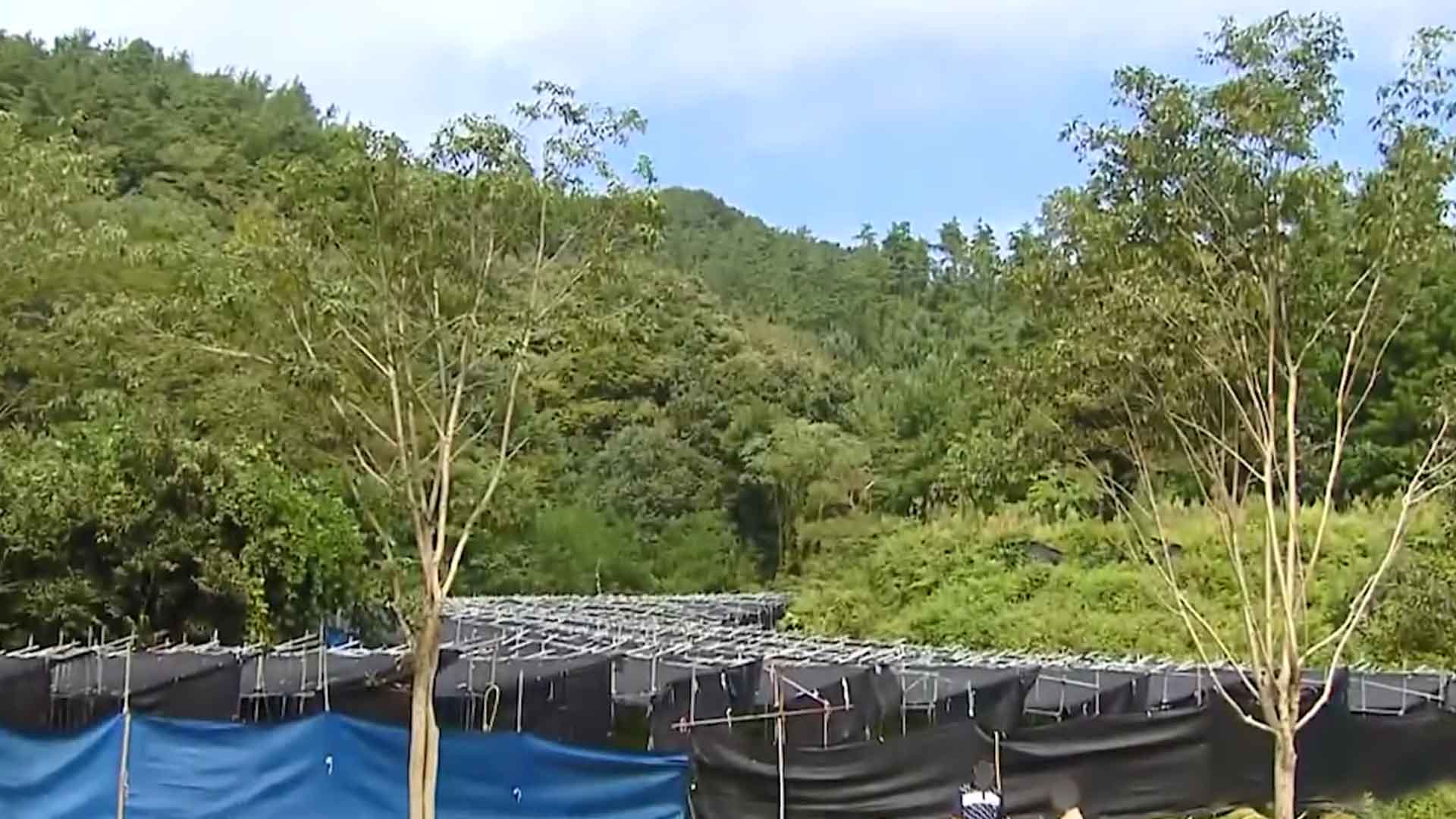 진안 인삼 재배면적 5년 새 59% 감소