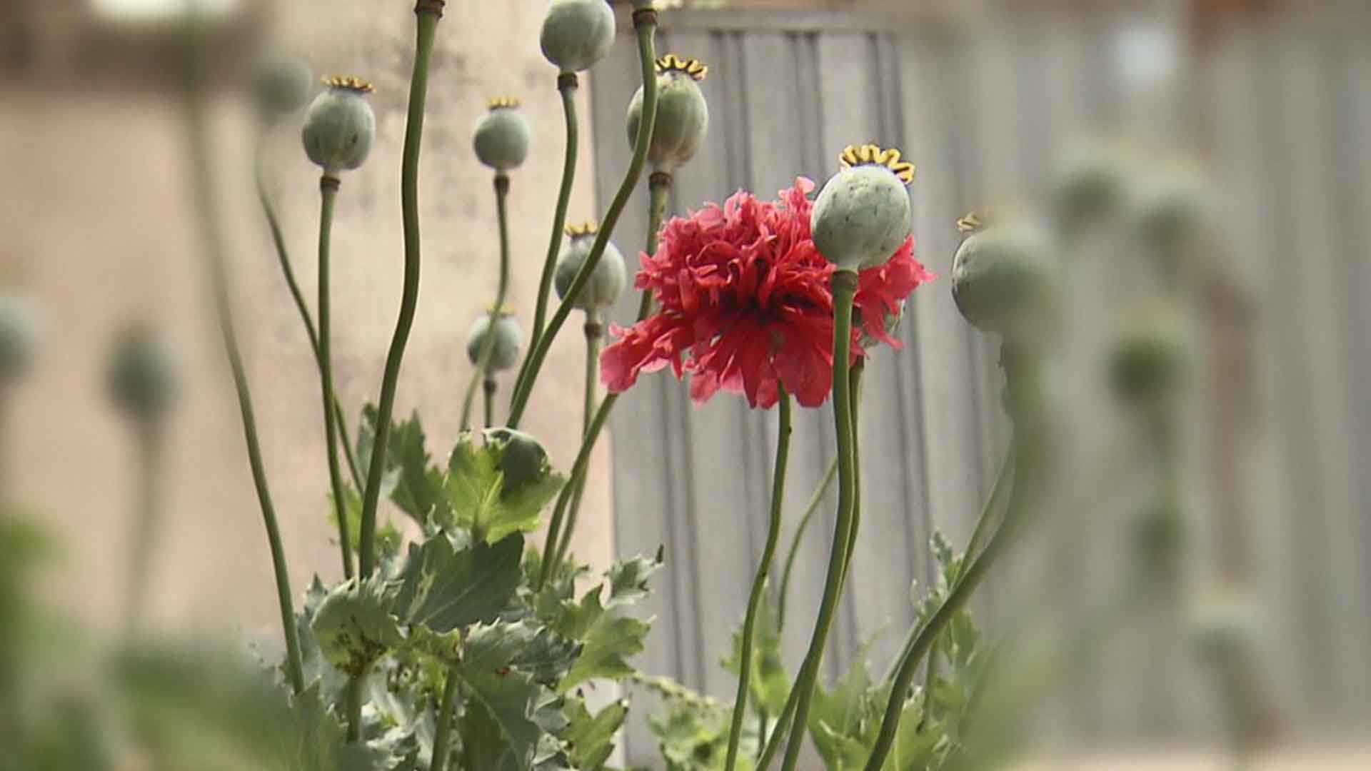 양귀비 개화철 맞아 집중 단속.. 작년에만 3만 주 넘게 압수