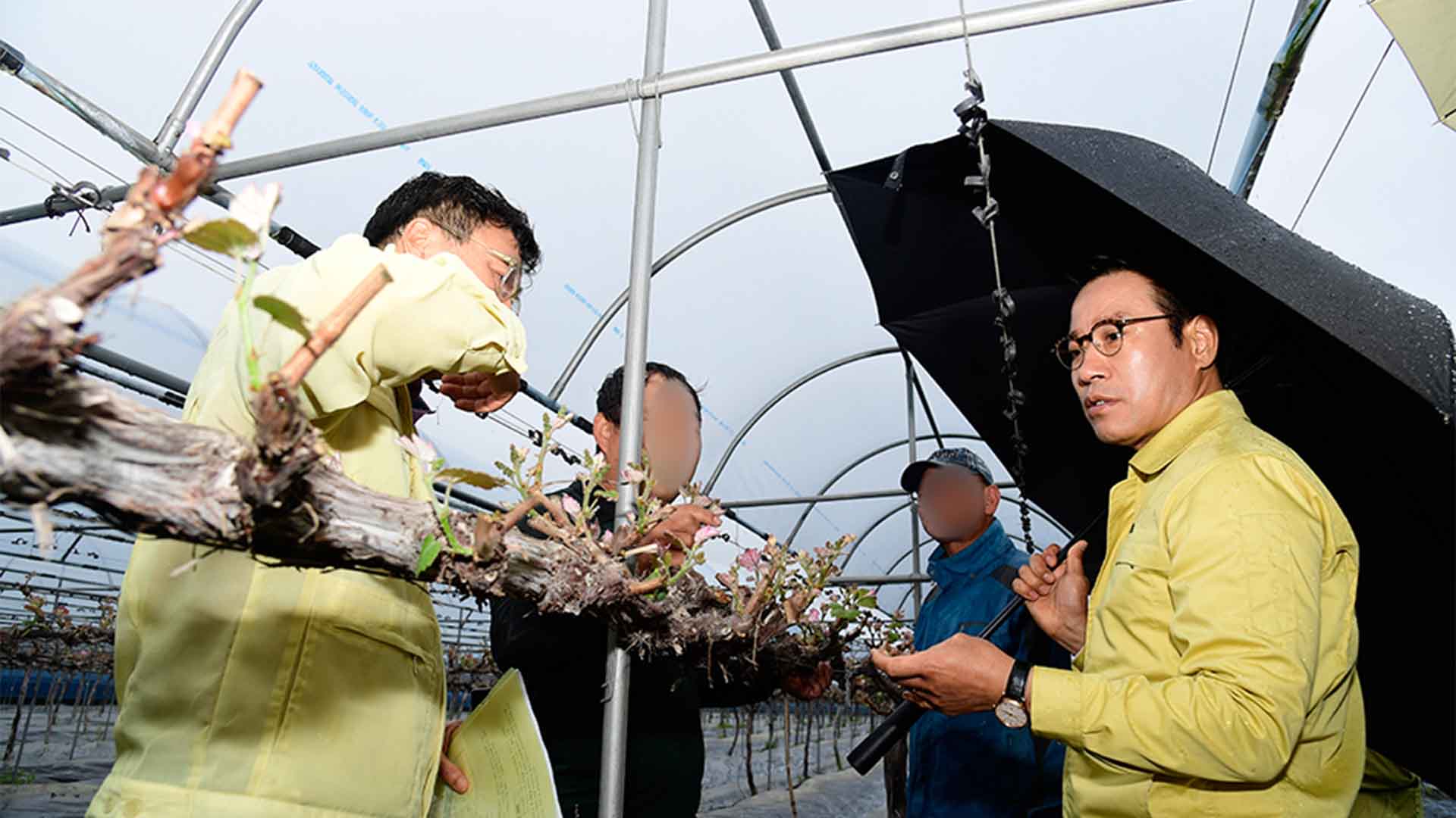 남원시, 예비비 편성해 과수 저온 피해 약제 추가 지원