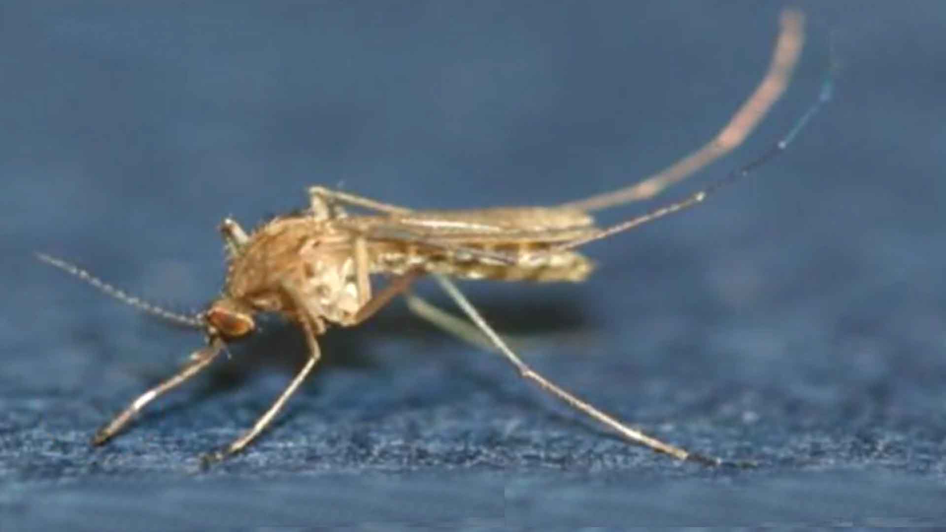 일본뇌염 매개 '작은빨간집모기' 비상..전주시, 방역 강화
