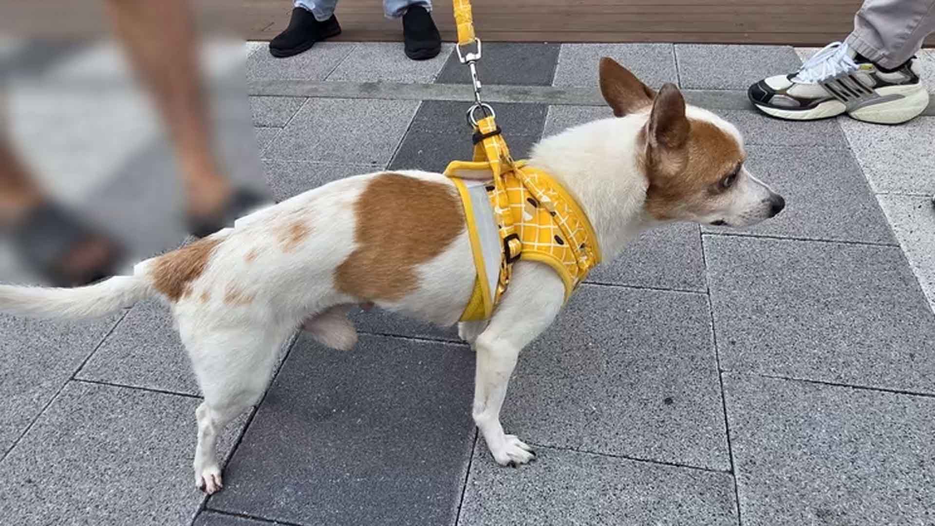 목줄 잡고 '빙빙'... 부산서 강아지 학대한 남성 검거