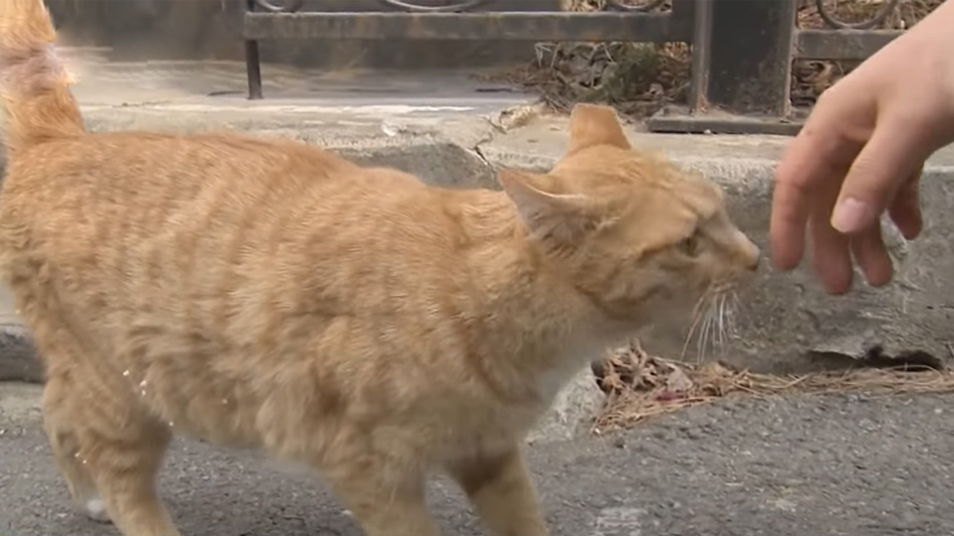 제주서 길고양이 사료에 '쥐약'.. 용의자