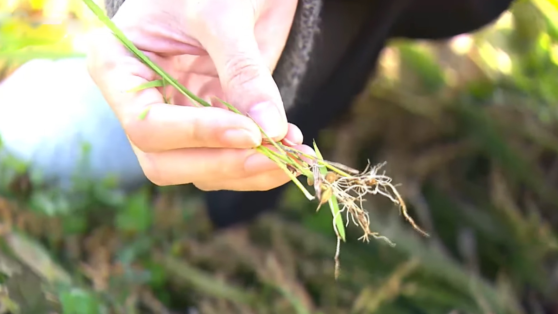 가을장마로 전북 농가 피해.. 