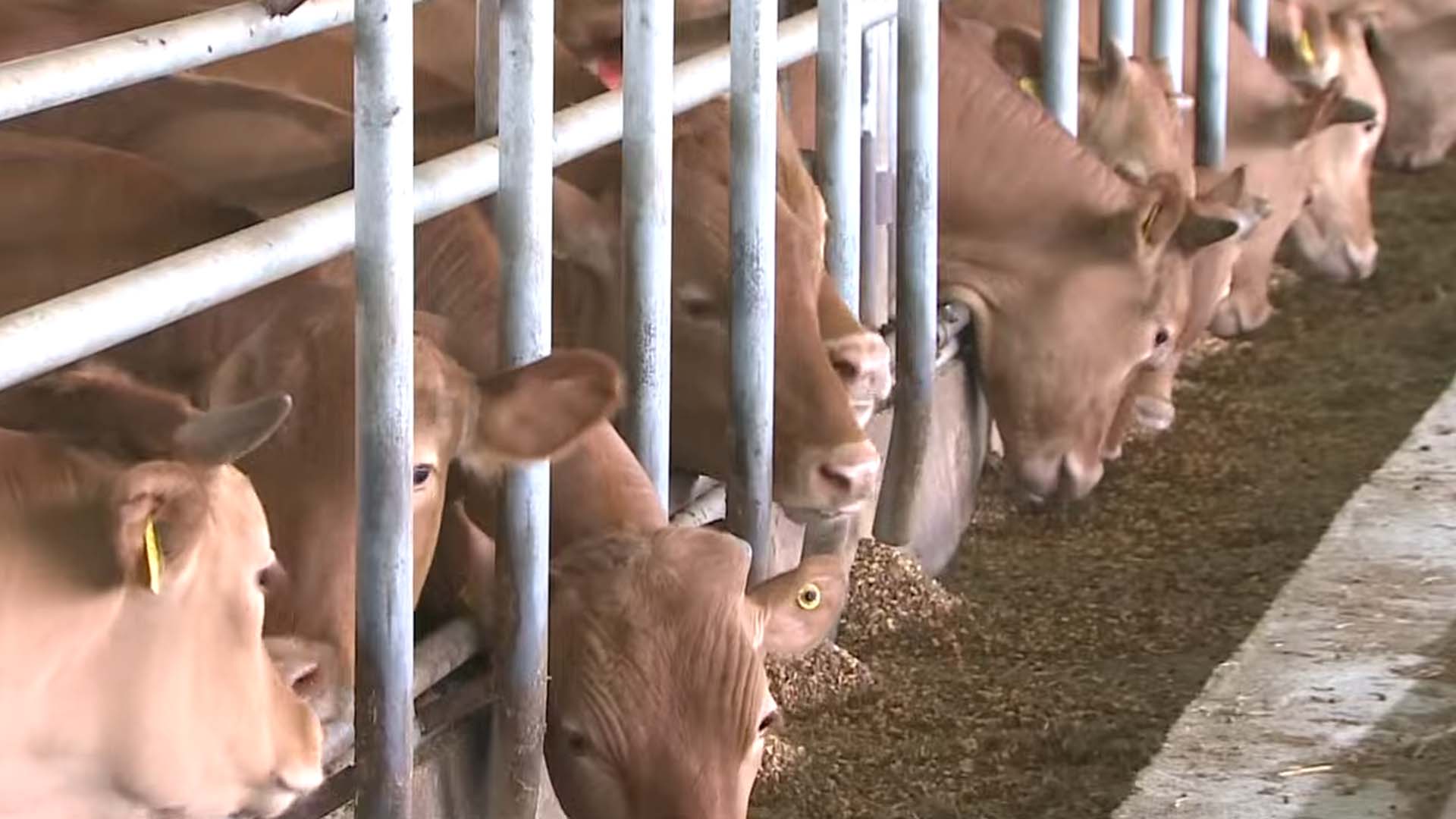 장수군, 국비 24억 확보 축산모델 고도화 추진 [글로컬소식]