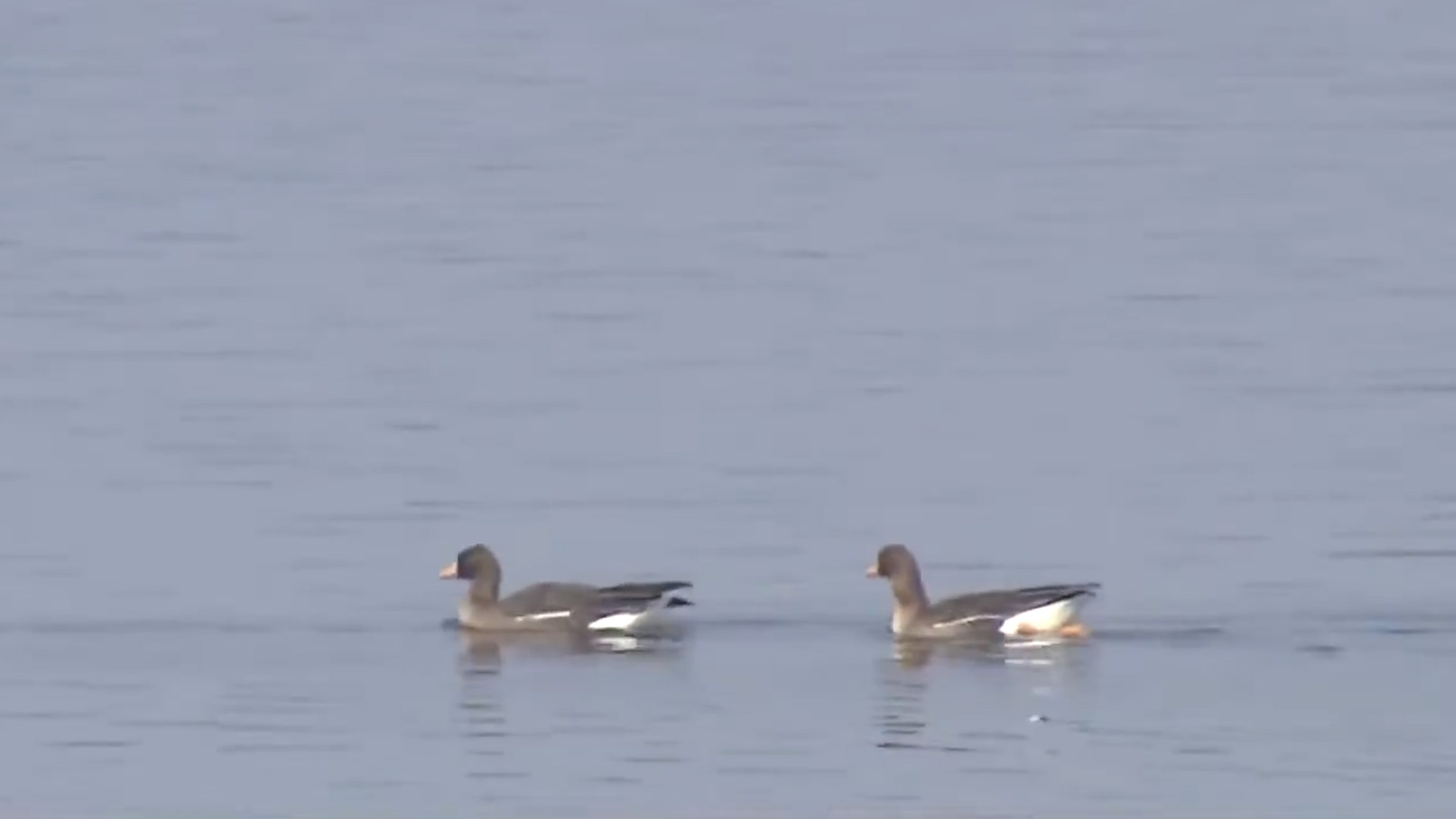 만경강 야생조류 분변에서 고병원성 조류인플루엔자 검출