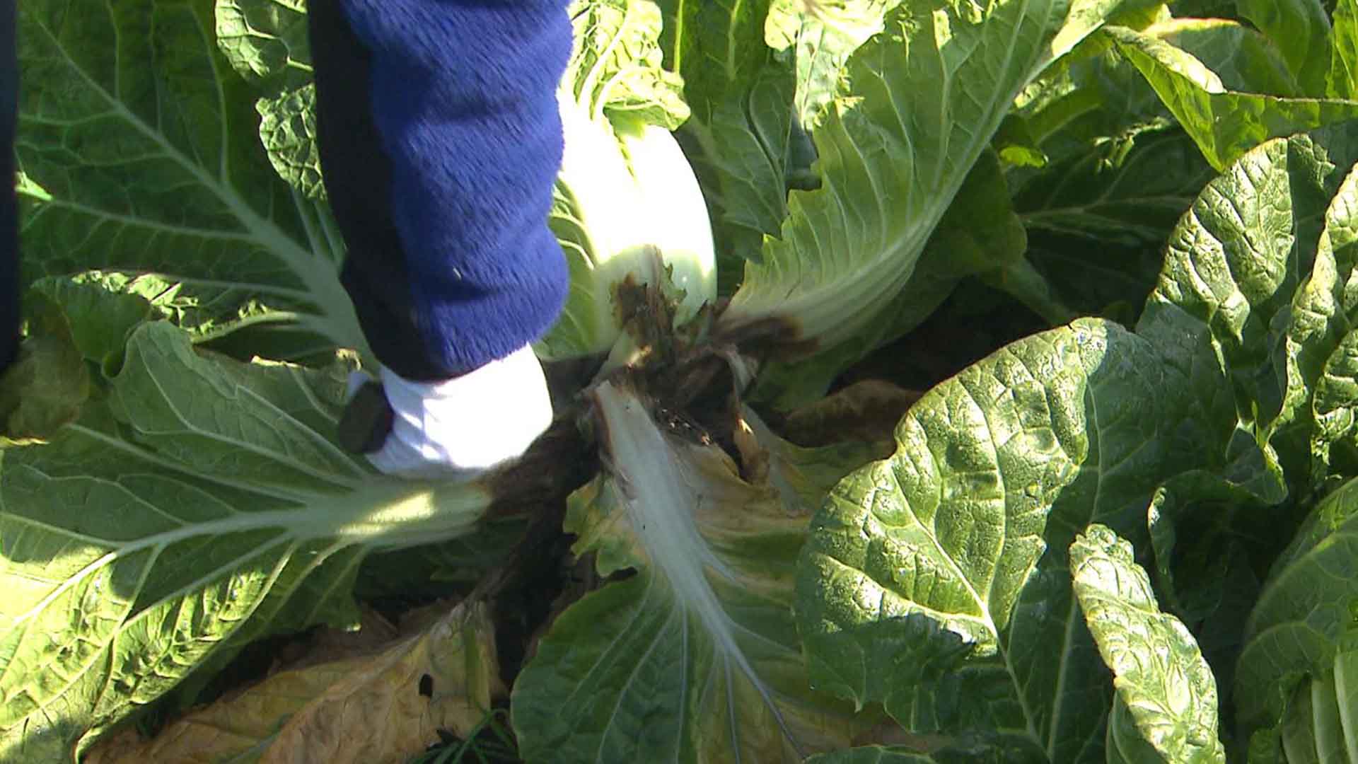 전북도 보건환경연구원, 김장채소 잔류농약 집중 검사