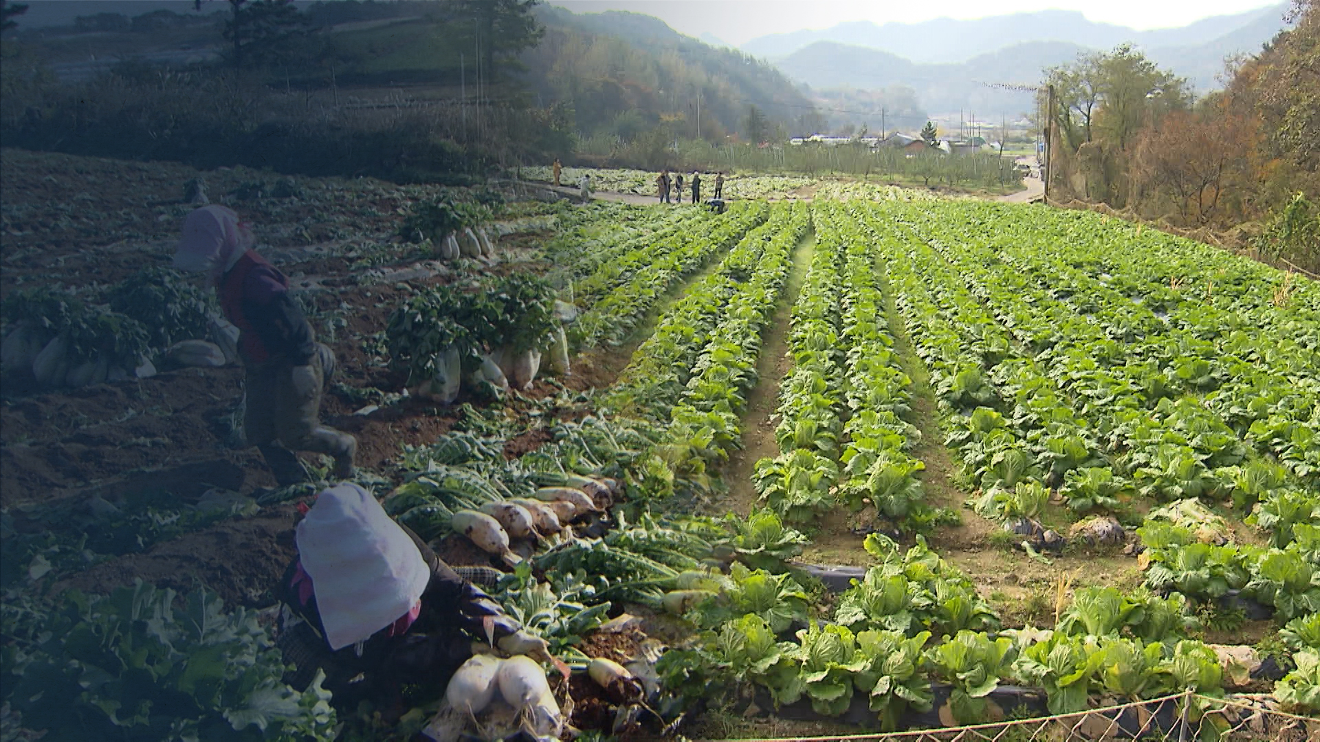 가을 배추 공급 '양호'.. 