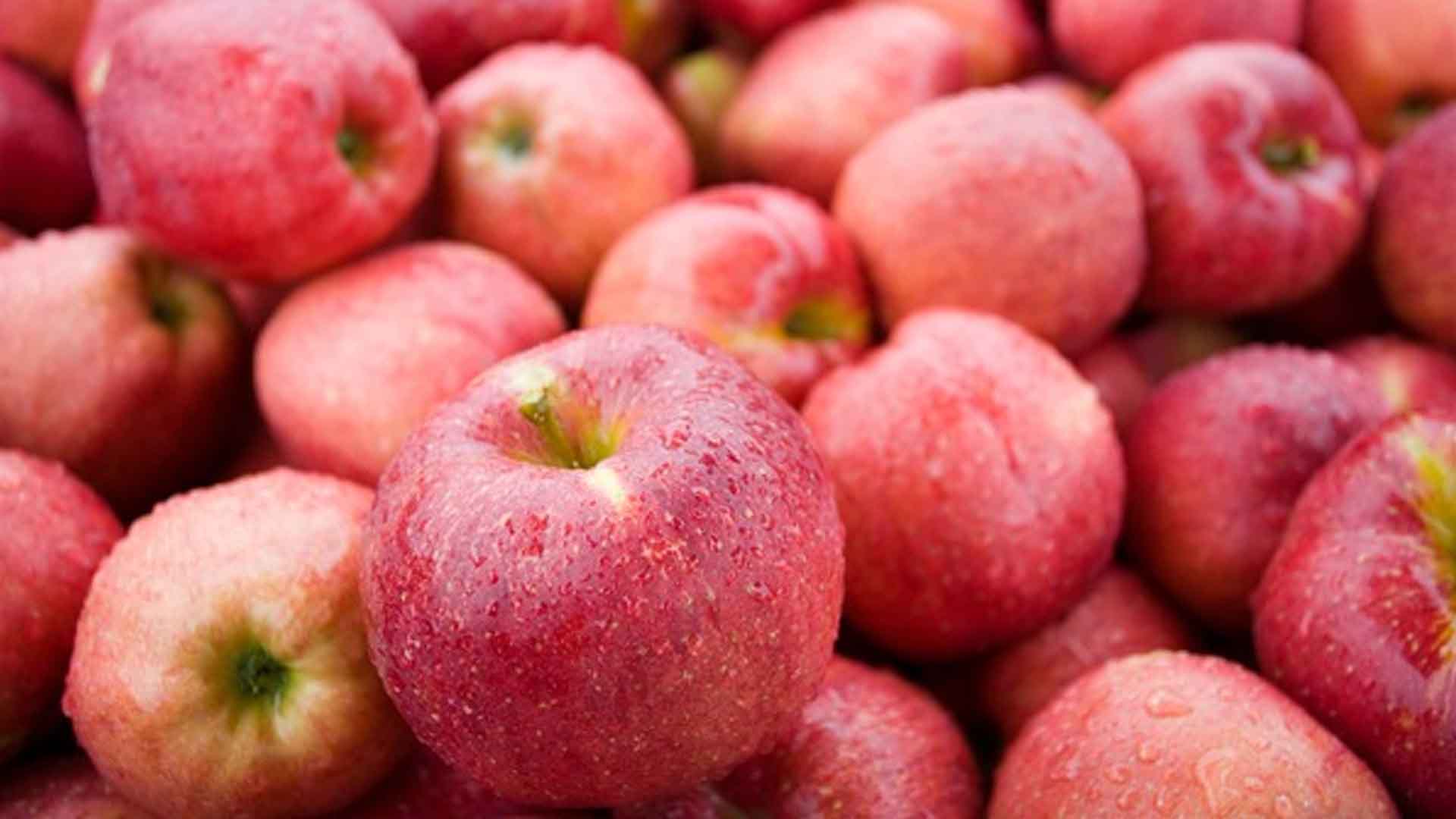 사과·배 등 과수 4종 전기간 농작물재해보험 도입