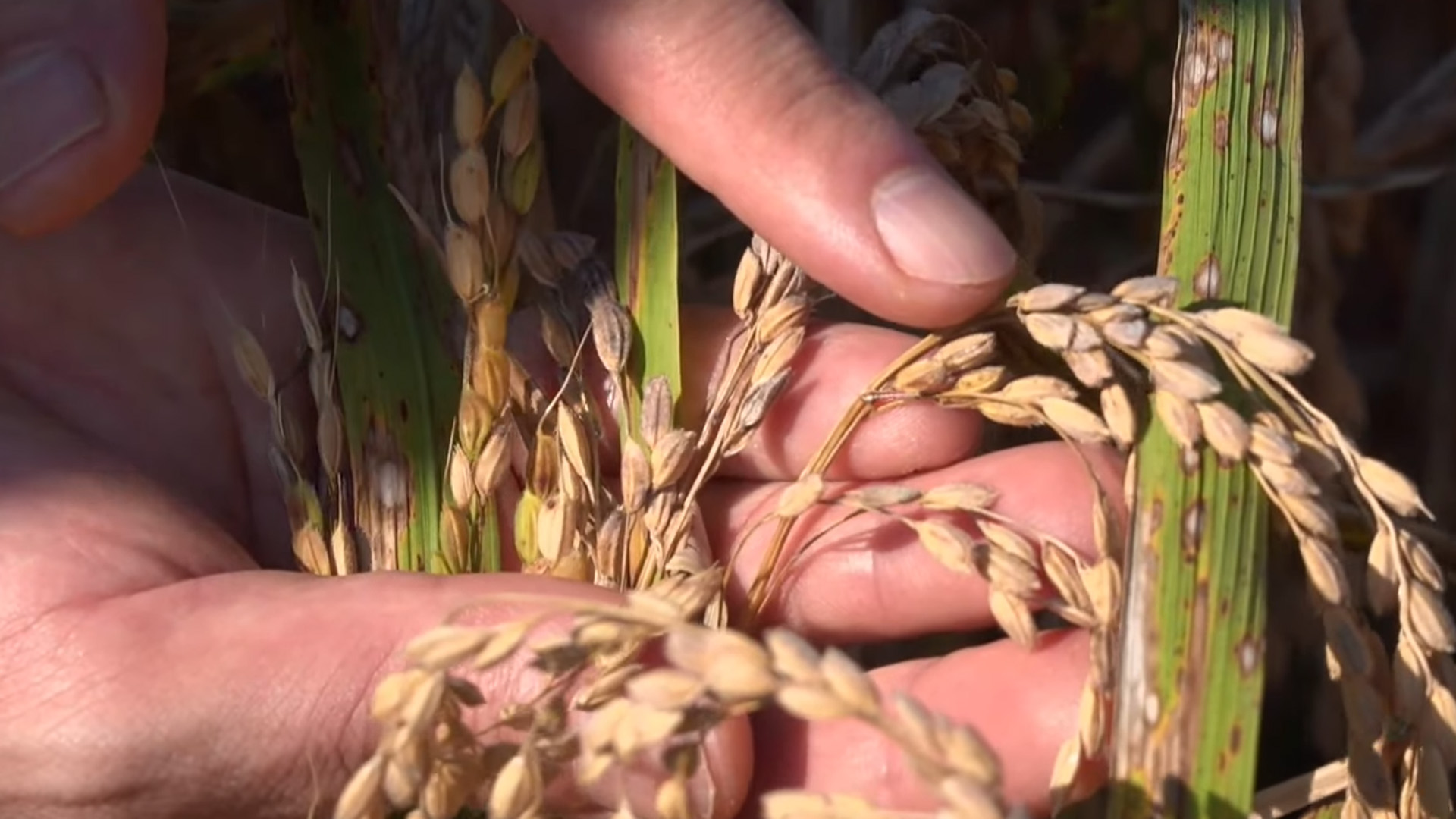 벼 깨씨무늬병 재난지원금 이달 중 지급