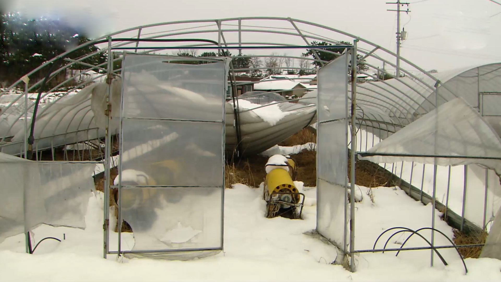 눈·강추위 예보.. 농작물 시설물 관리 당부